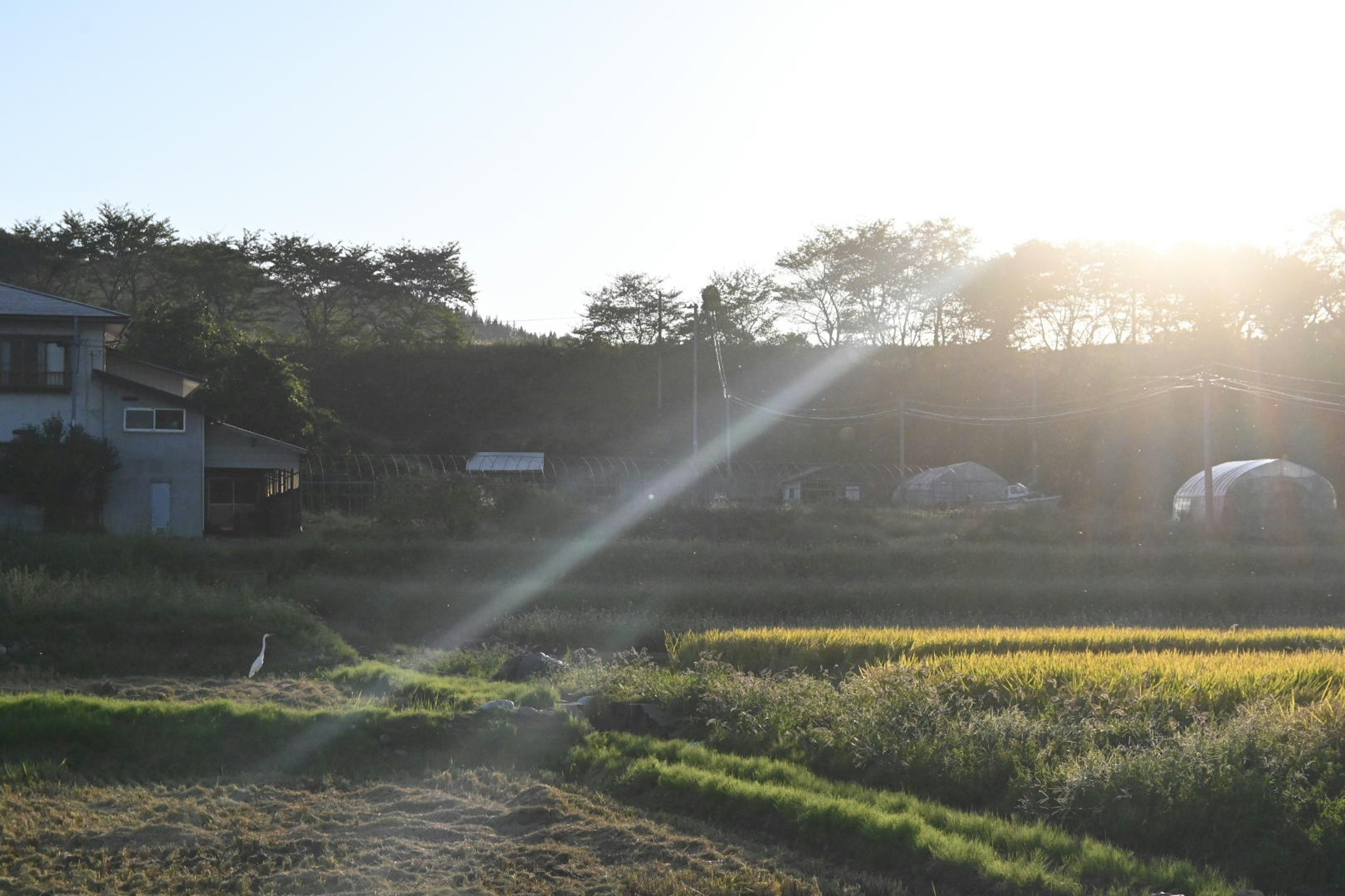 แสงแดดส่องลงบนภูมิทัศน์ชนบทที่มีทุ่งข้าวสีเขียวและบ้าน