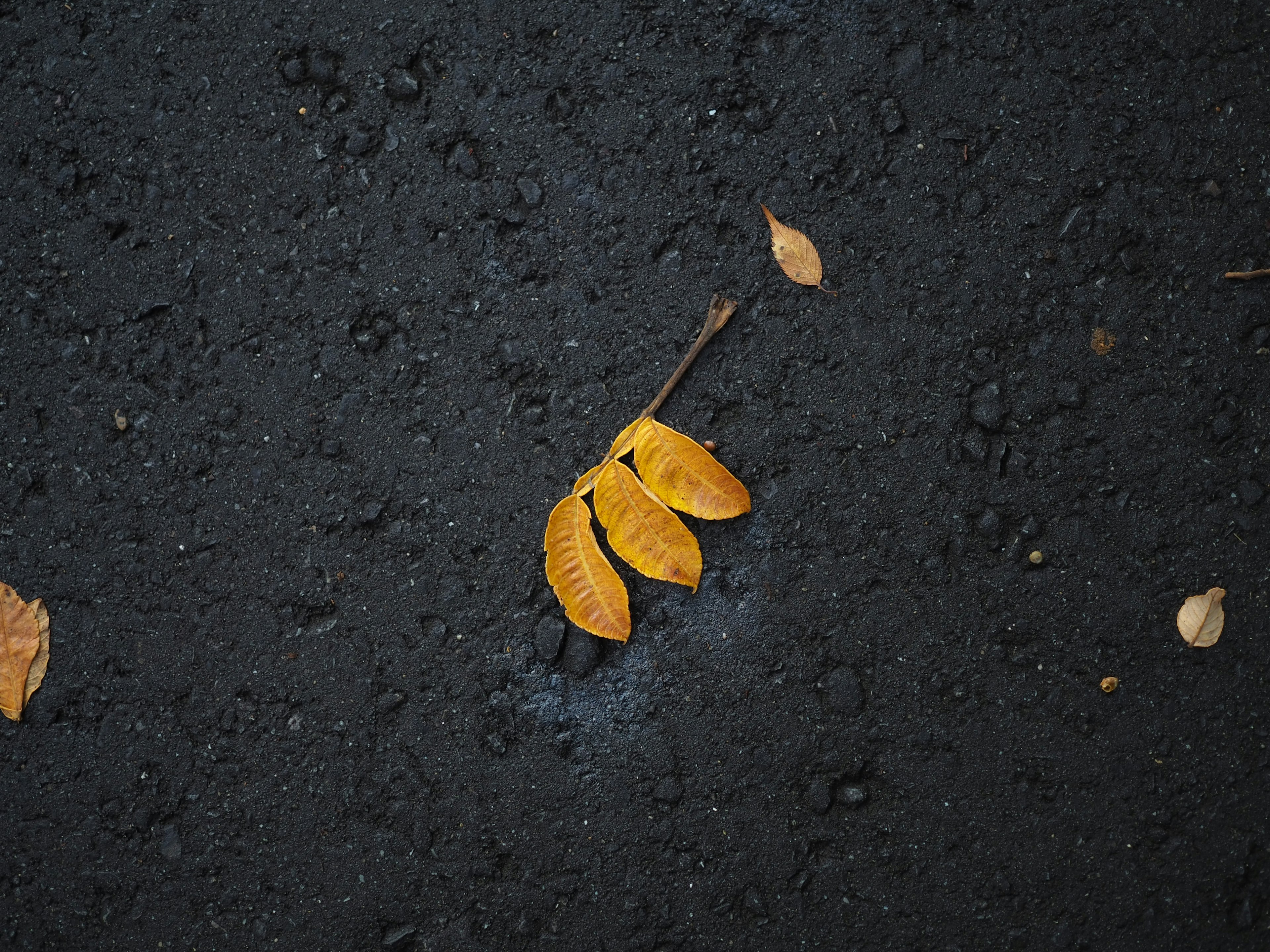 Yellow leaves on black asphalt surface