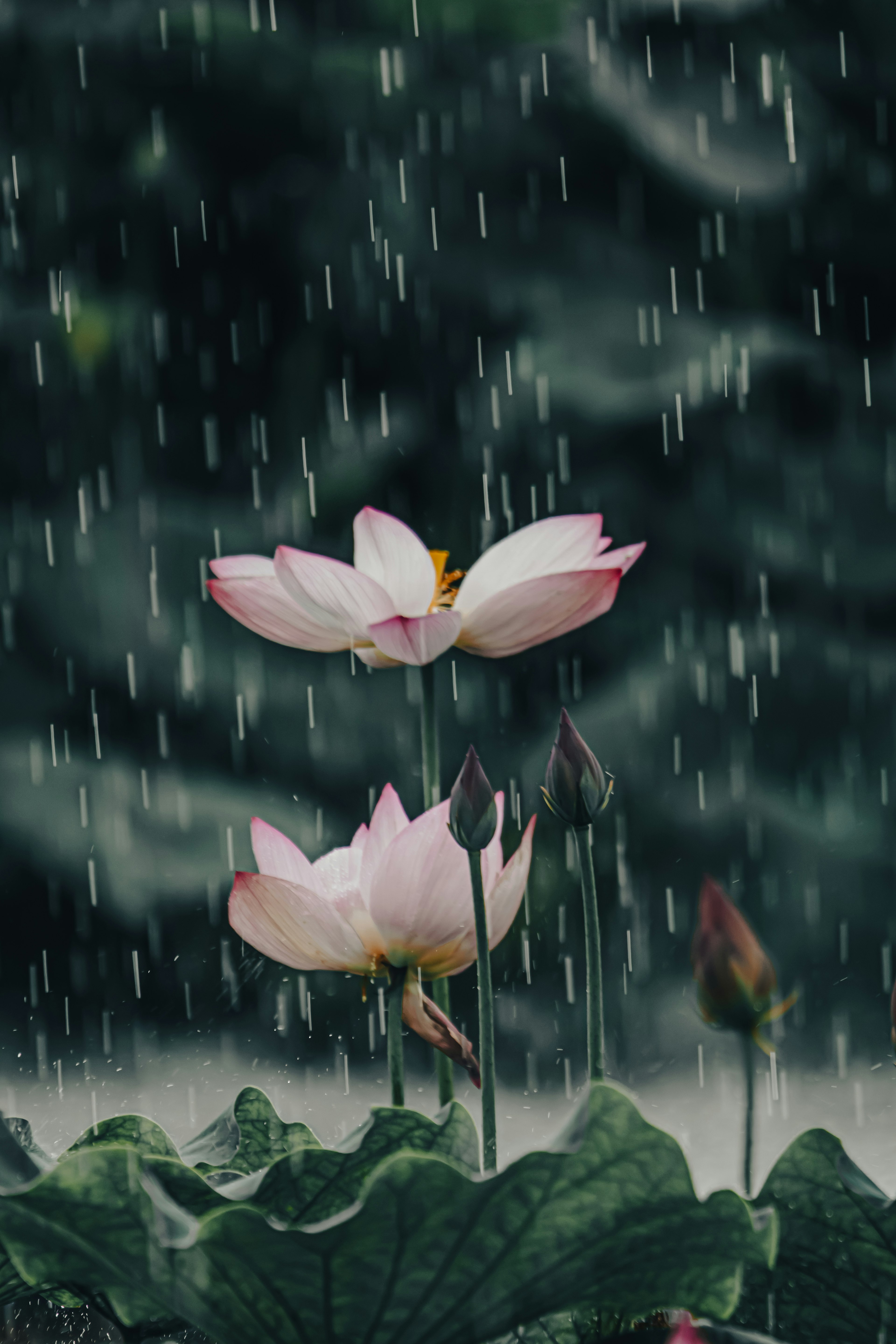 Pink lotus flowers blooming in rain with green leaves