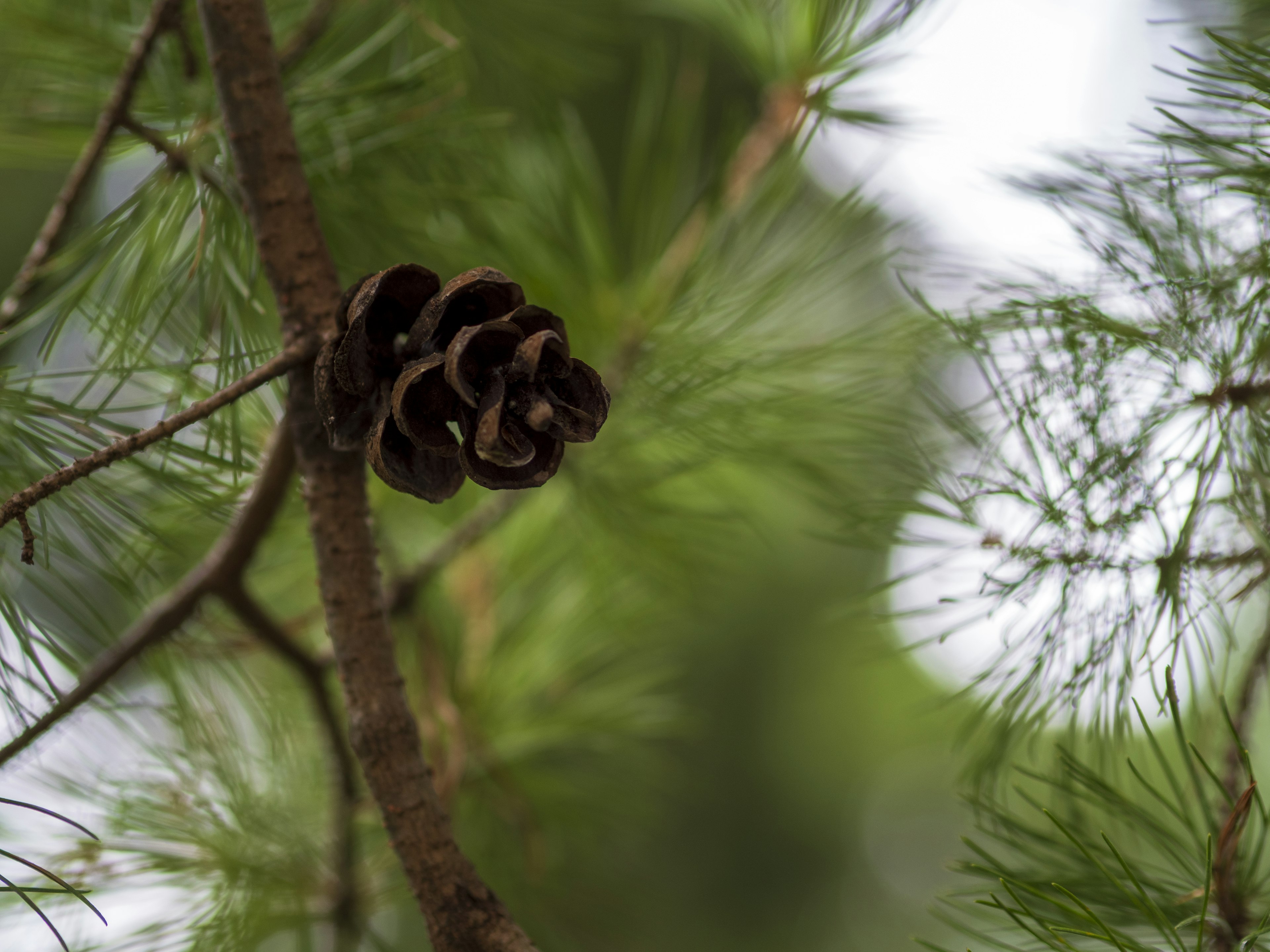 Gros plan d'un cône de pin sur une branche de pin