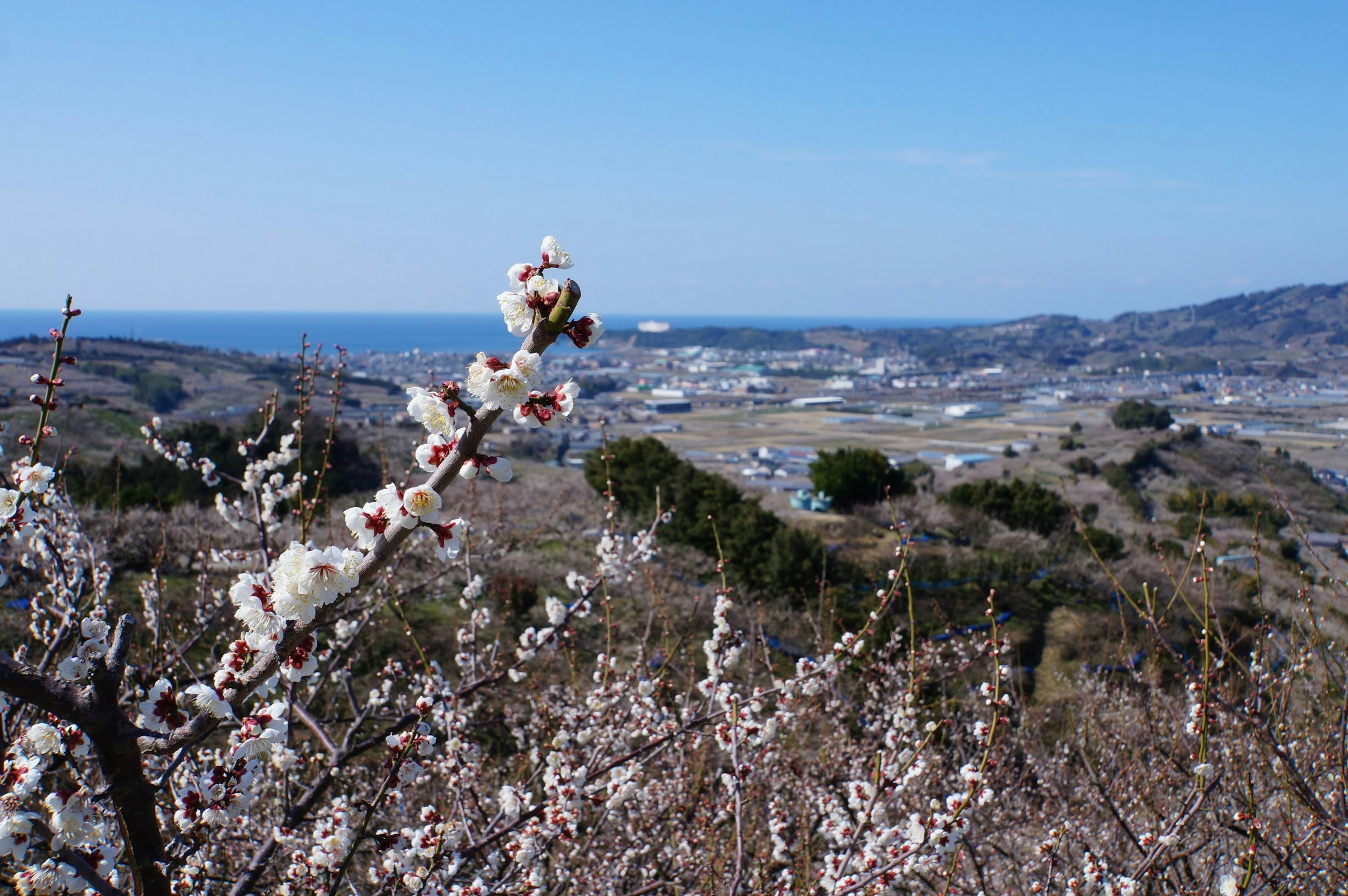 Landschaft mit blühenden Blumen und Ozean im Hintergrund