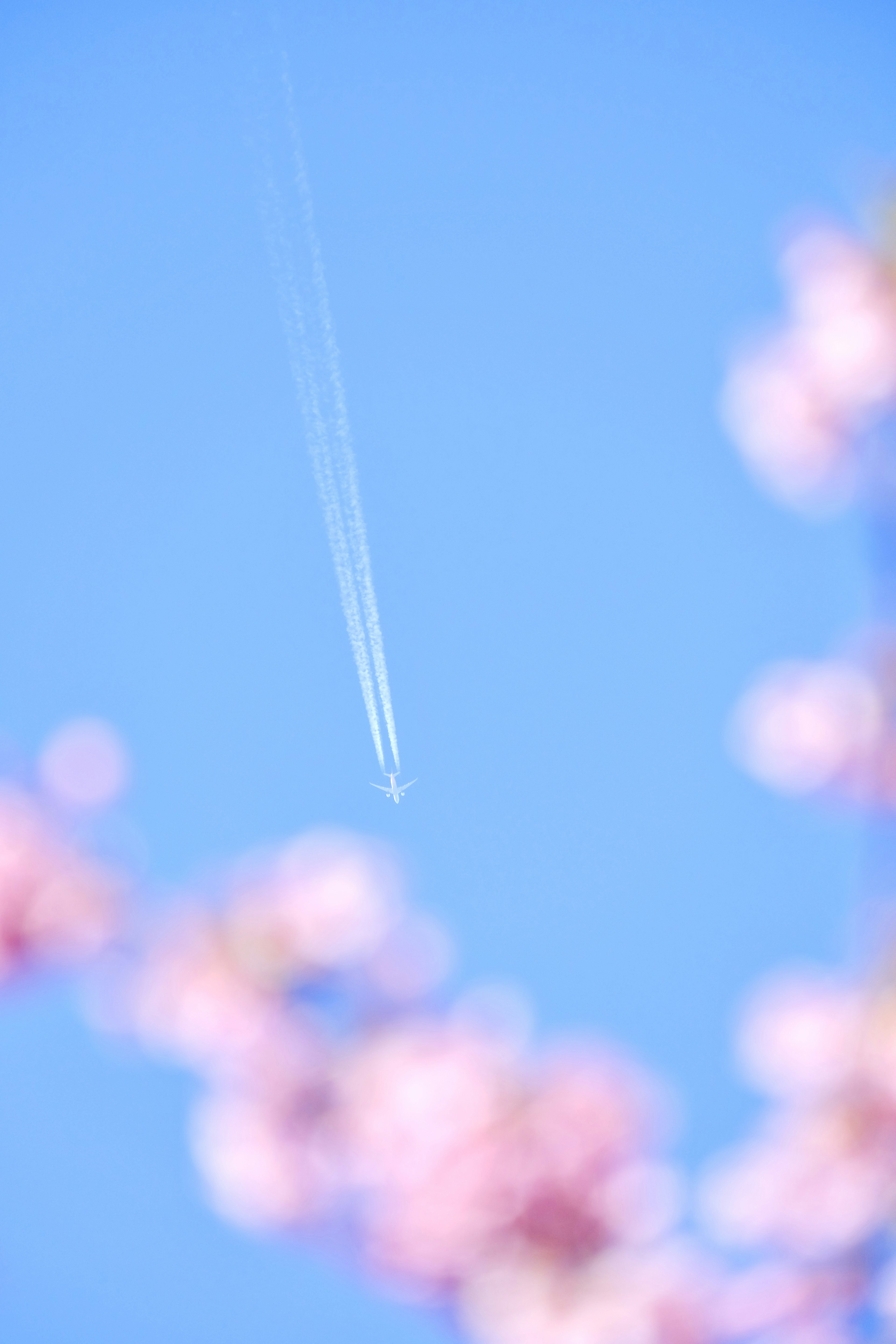 Scia di aereo nel cielo blu con fiori di ciliegio