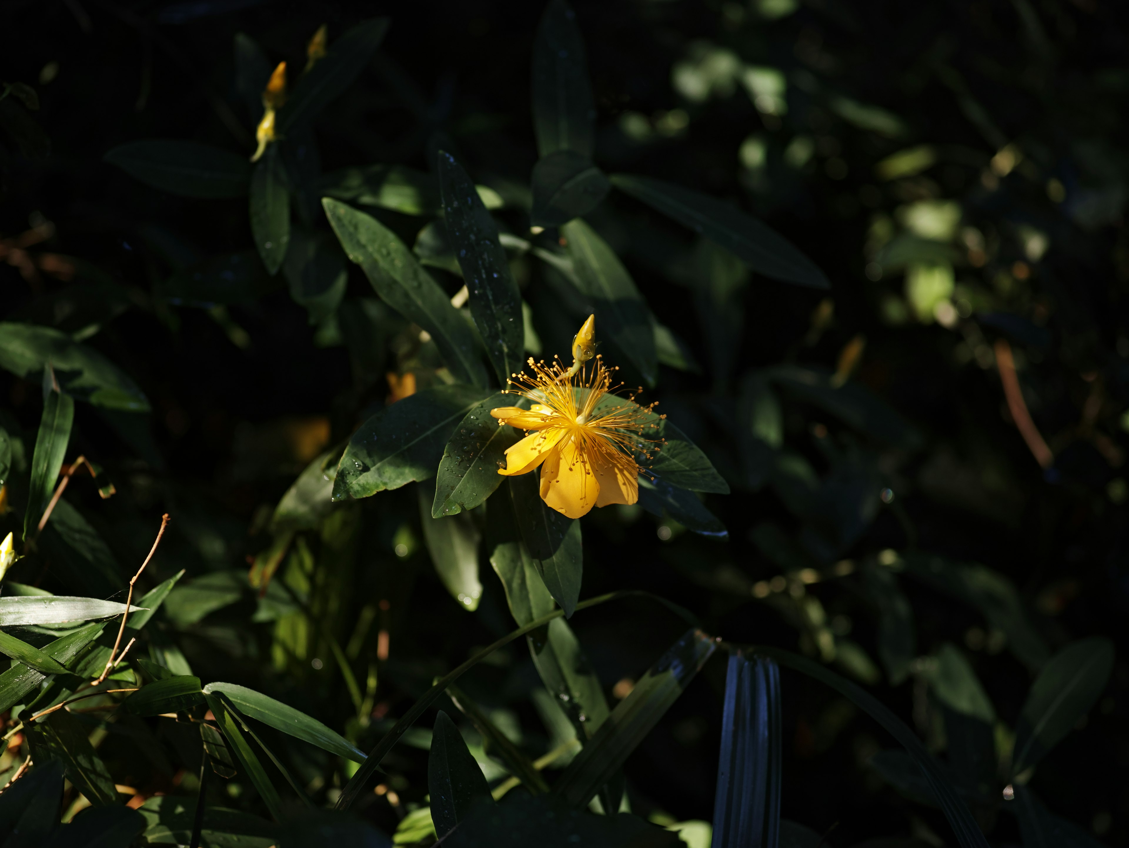 Un fiore giallo che sboccia su uno sfondo scuro