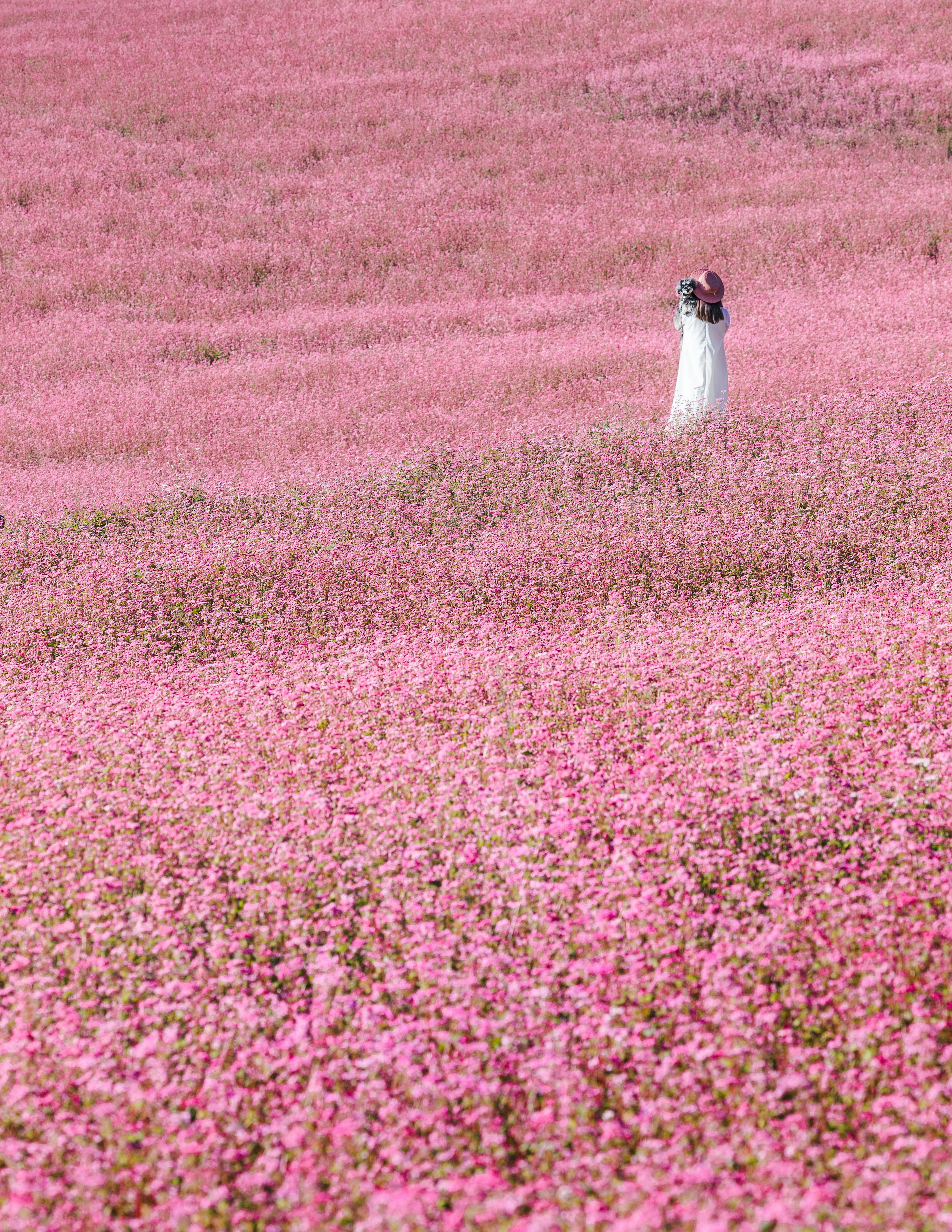 Una donna in abito bianco che si trova in un vasto campo di fiori rosa