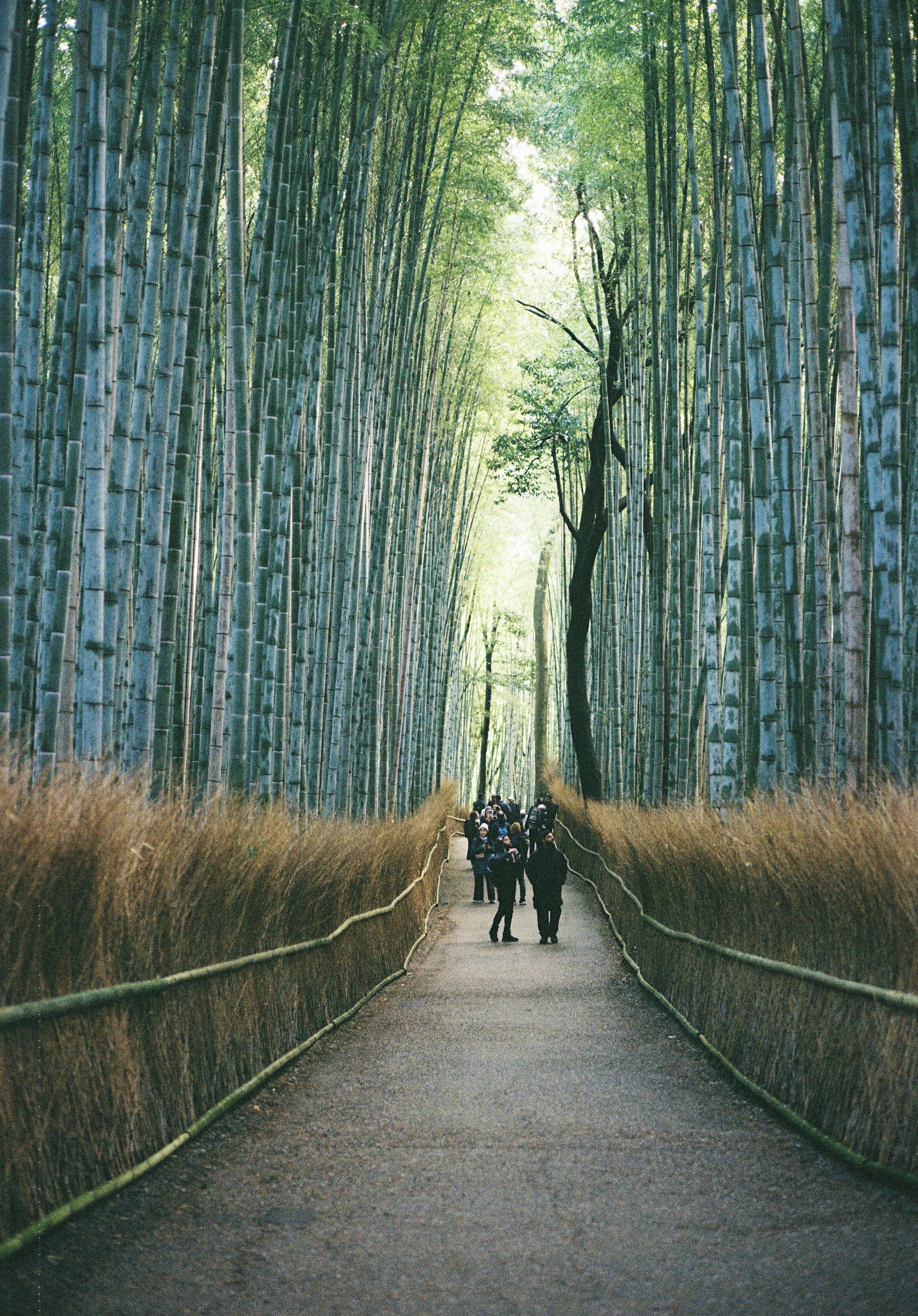 Pathway through a bamboo forest with people walking surrounded by tall green bamboo