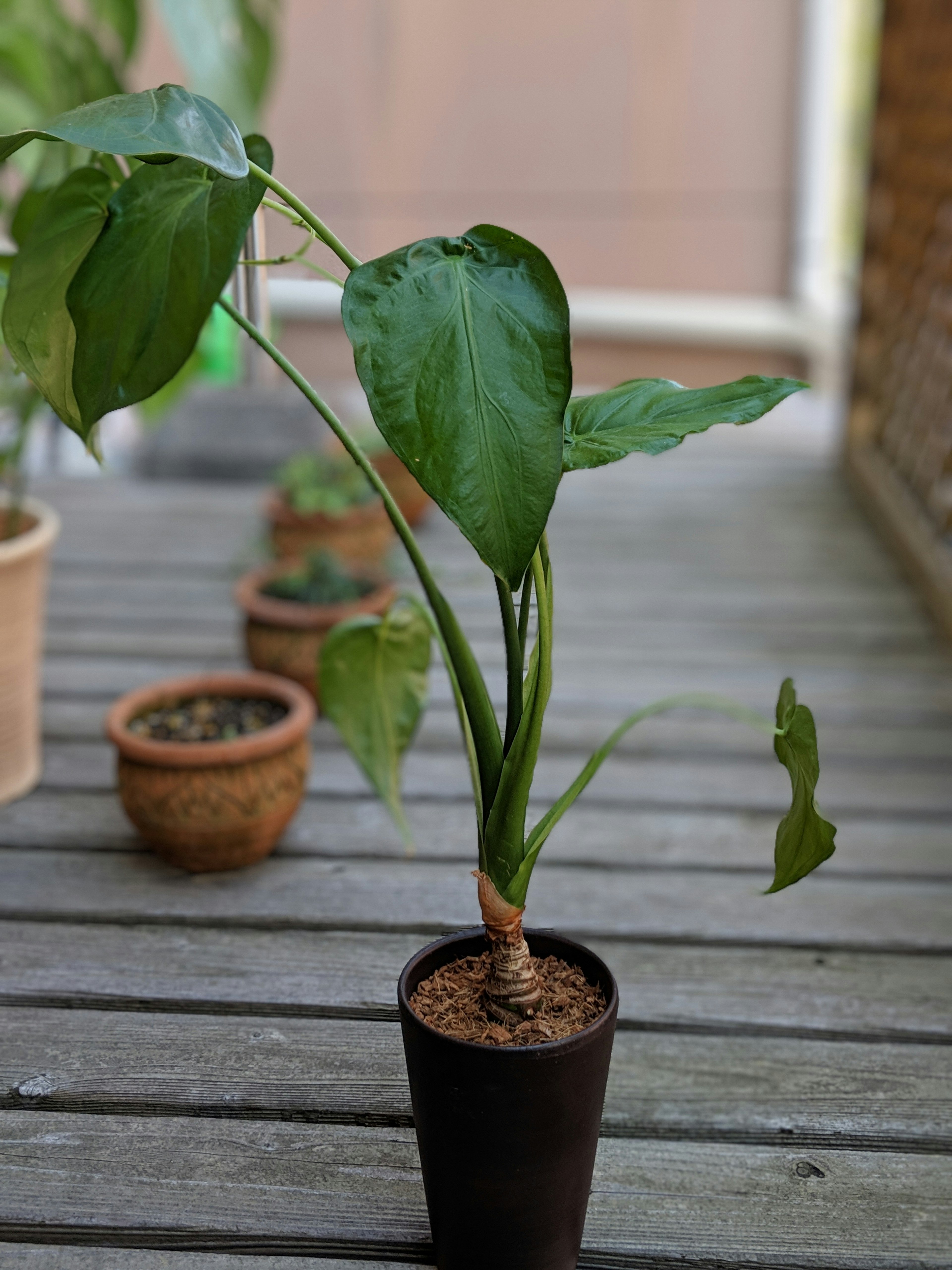 Planta en maceta con hojas verdes en forma de corazón sobre una superficie de madera