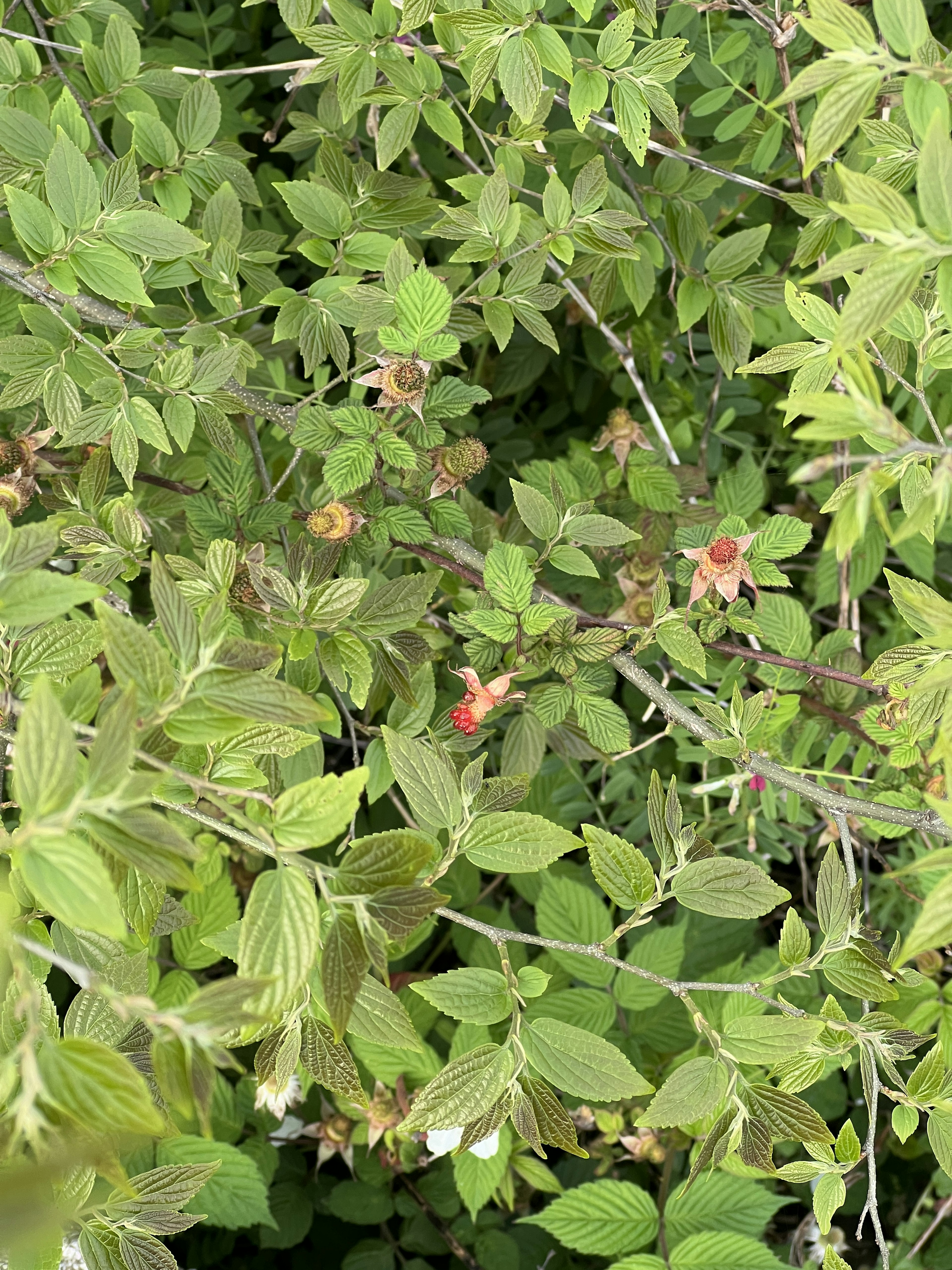 緑の葉と小さな赤い花が混在する植物のクローズアップ