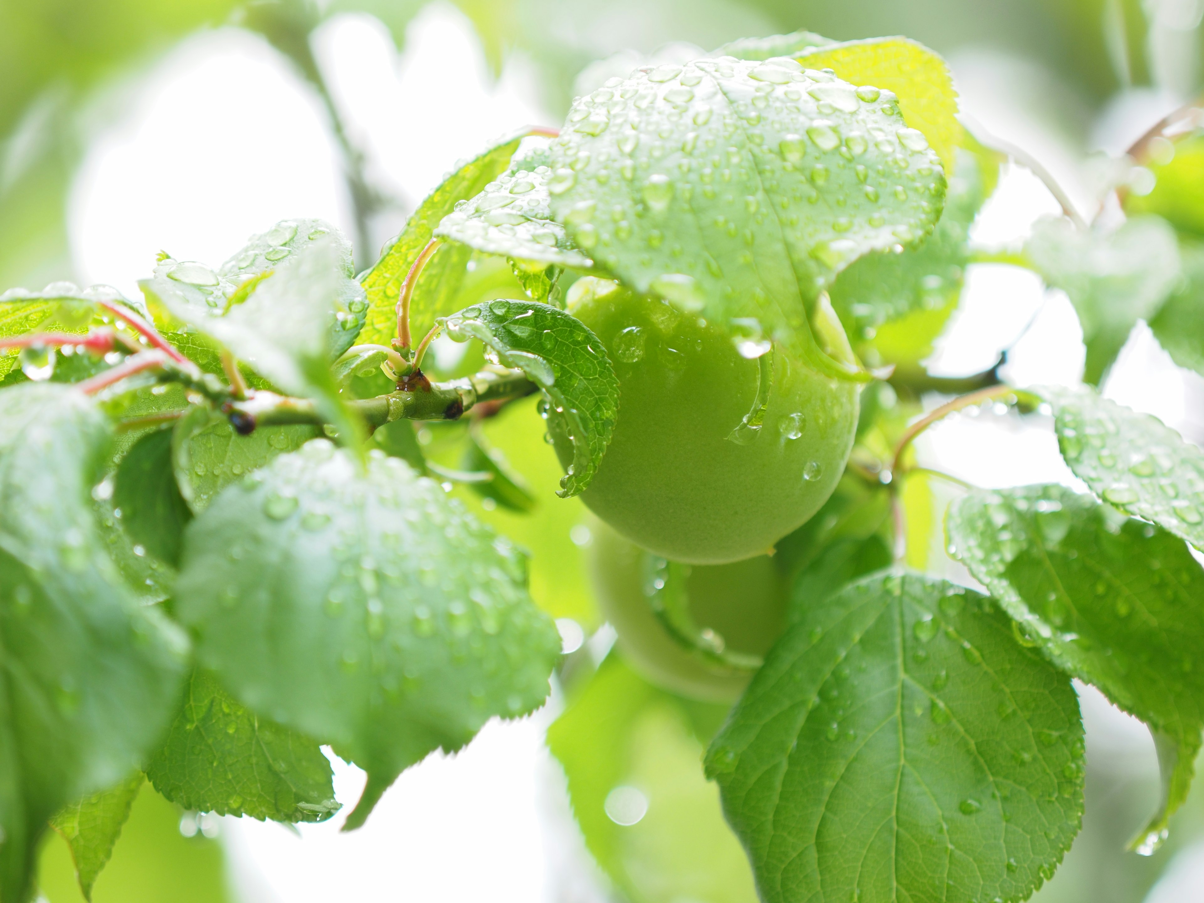 Mela verde con gocce d'acqua su foglie