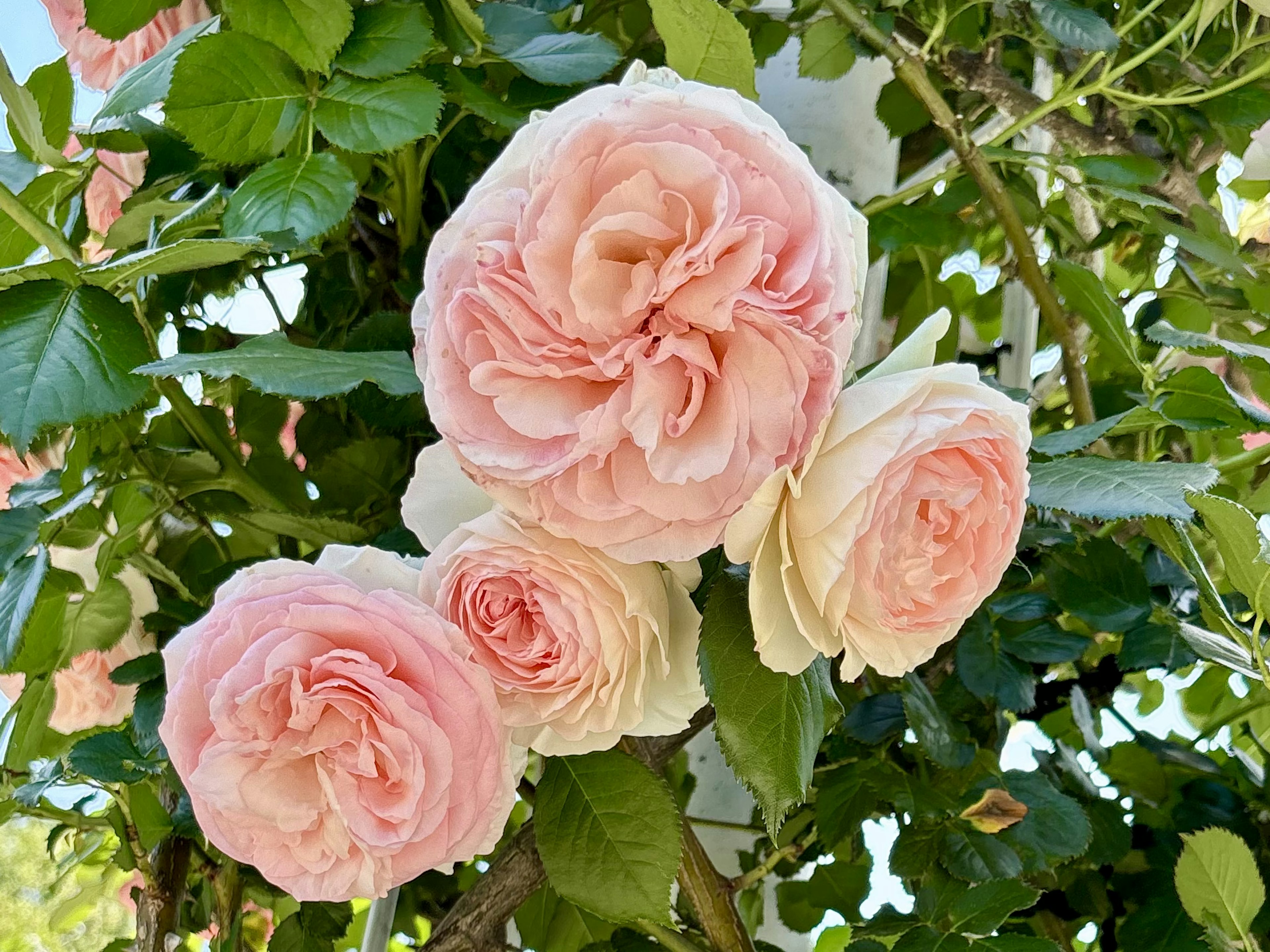 Hellrosa und weiße Rosen blühen an einer Rebe