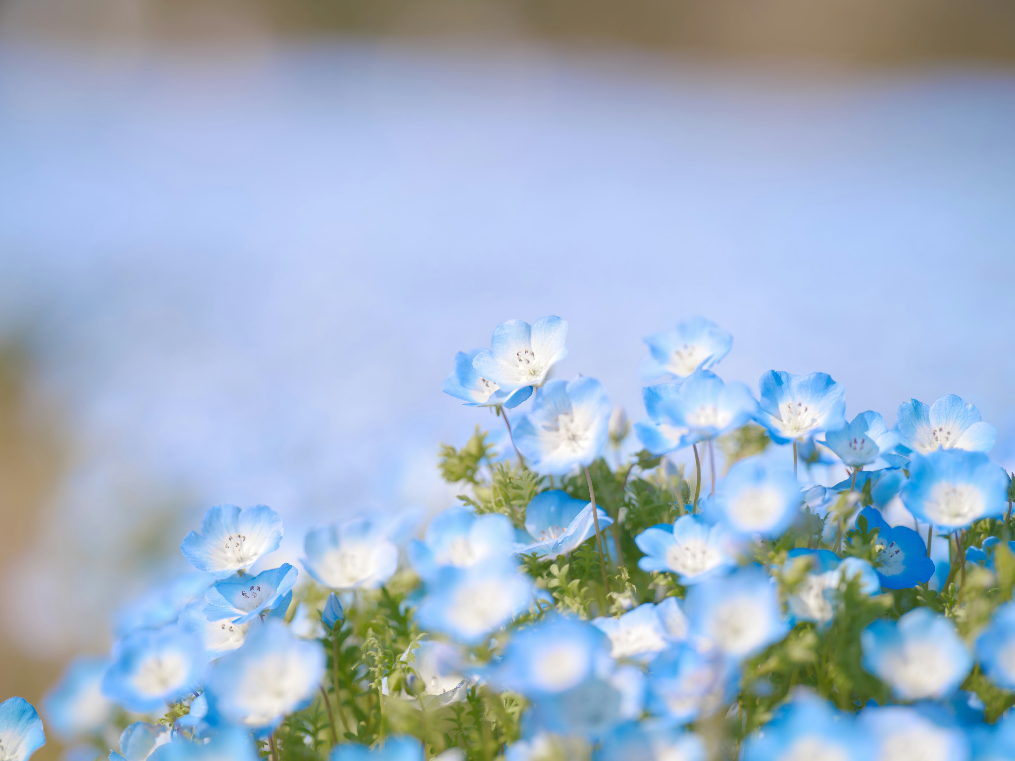 Close-up of blue flowers in a field