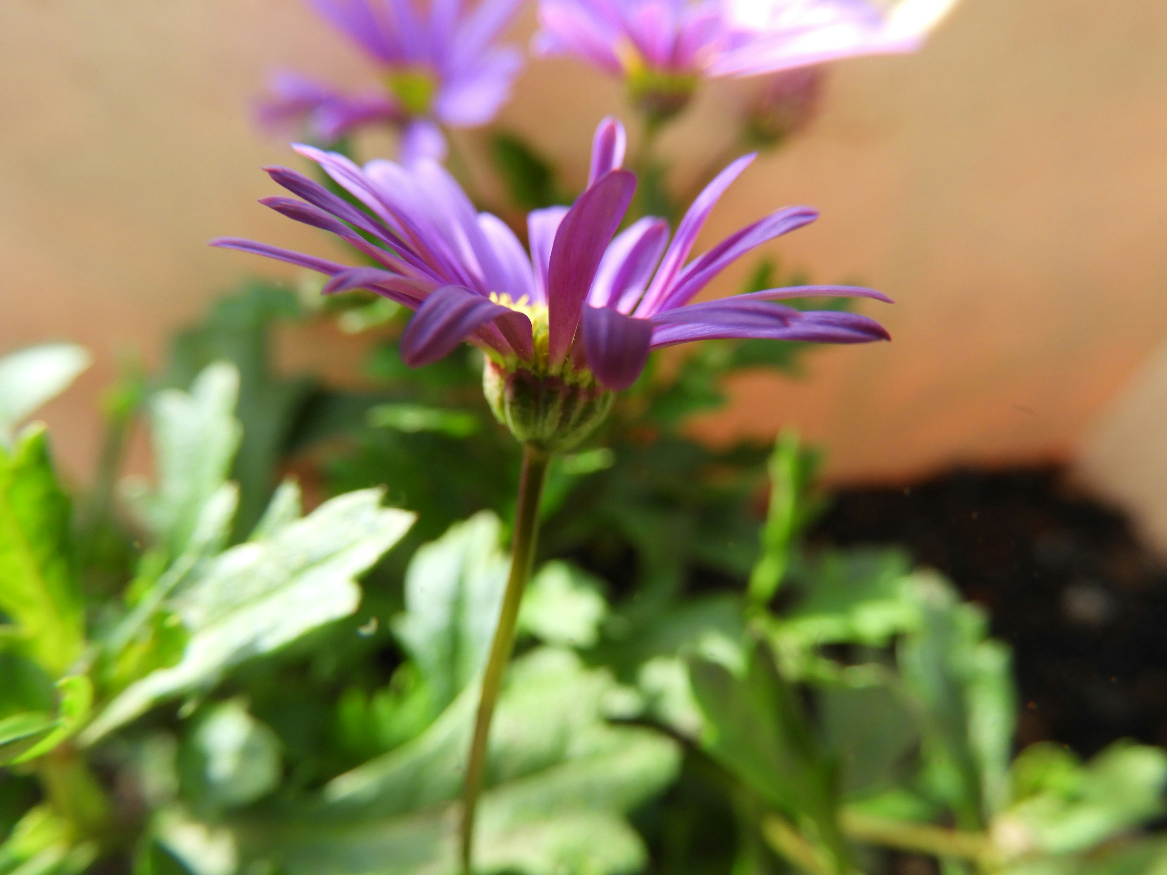 Fleur violette entourée de feuilles vertes