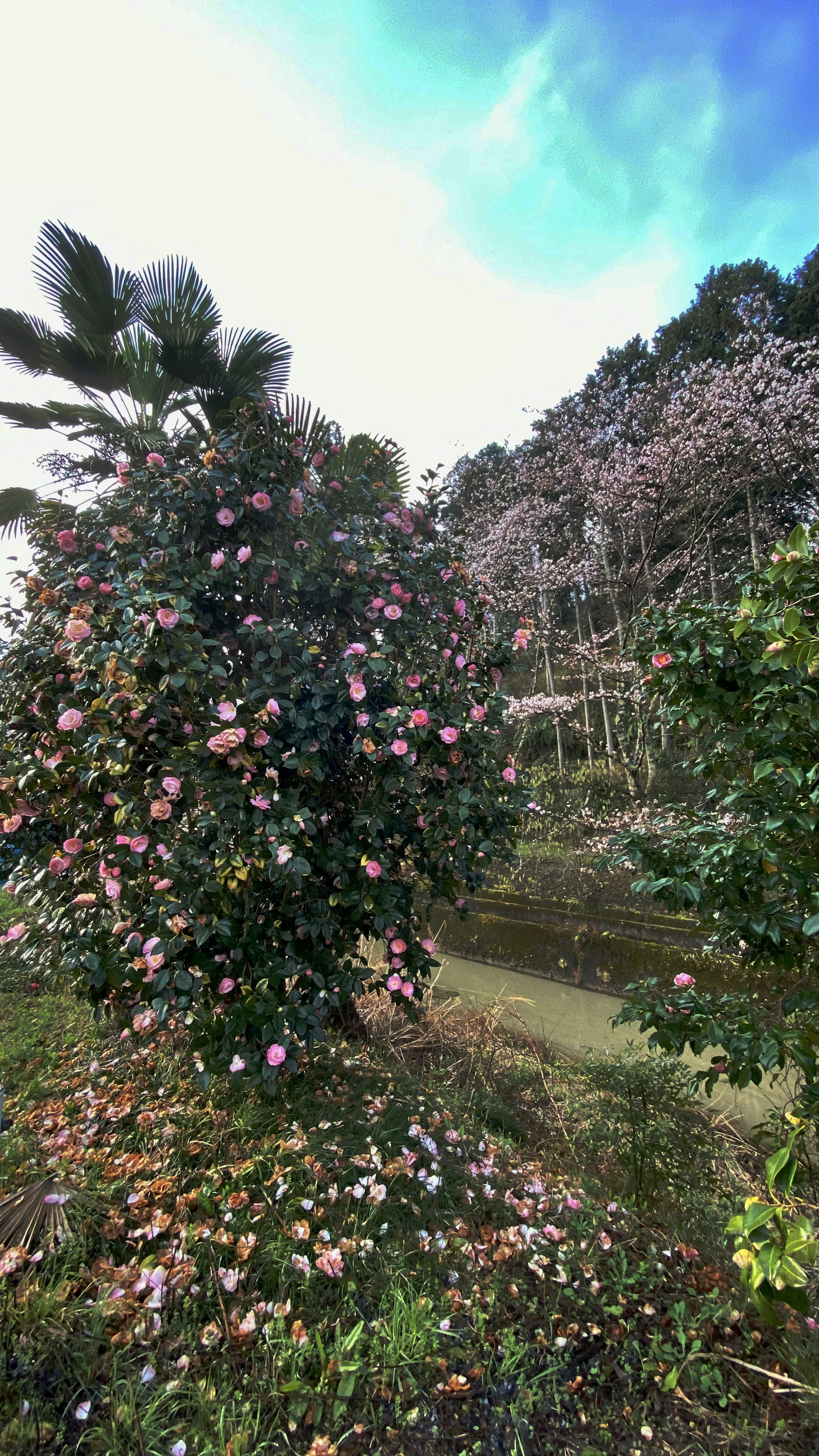 多彩的開花樹木與藍色天空背景