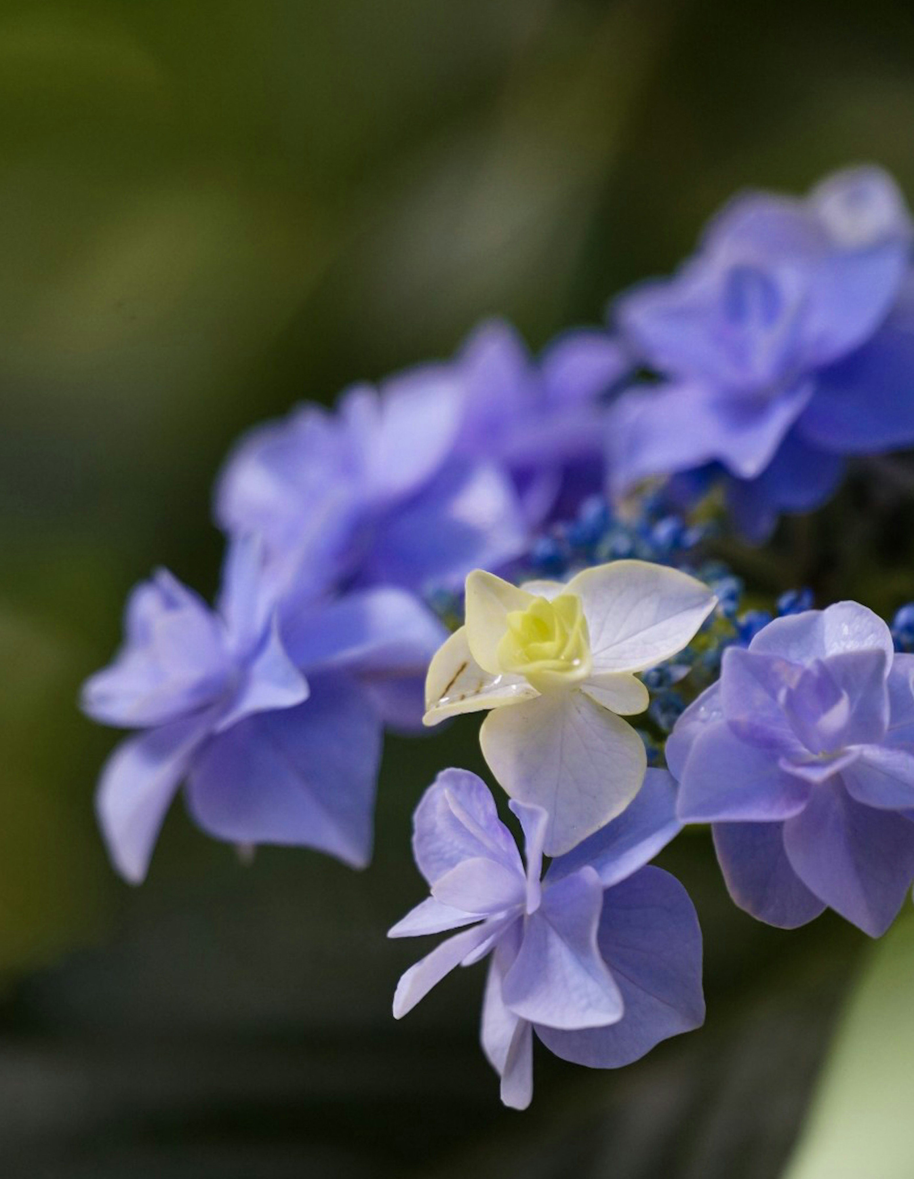 色とりどりの紫色の花と中央に白い花がある美しい花のクローズアップ