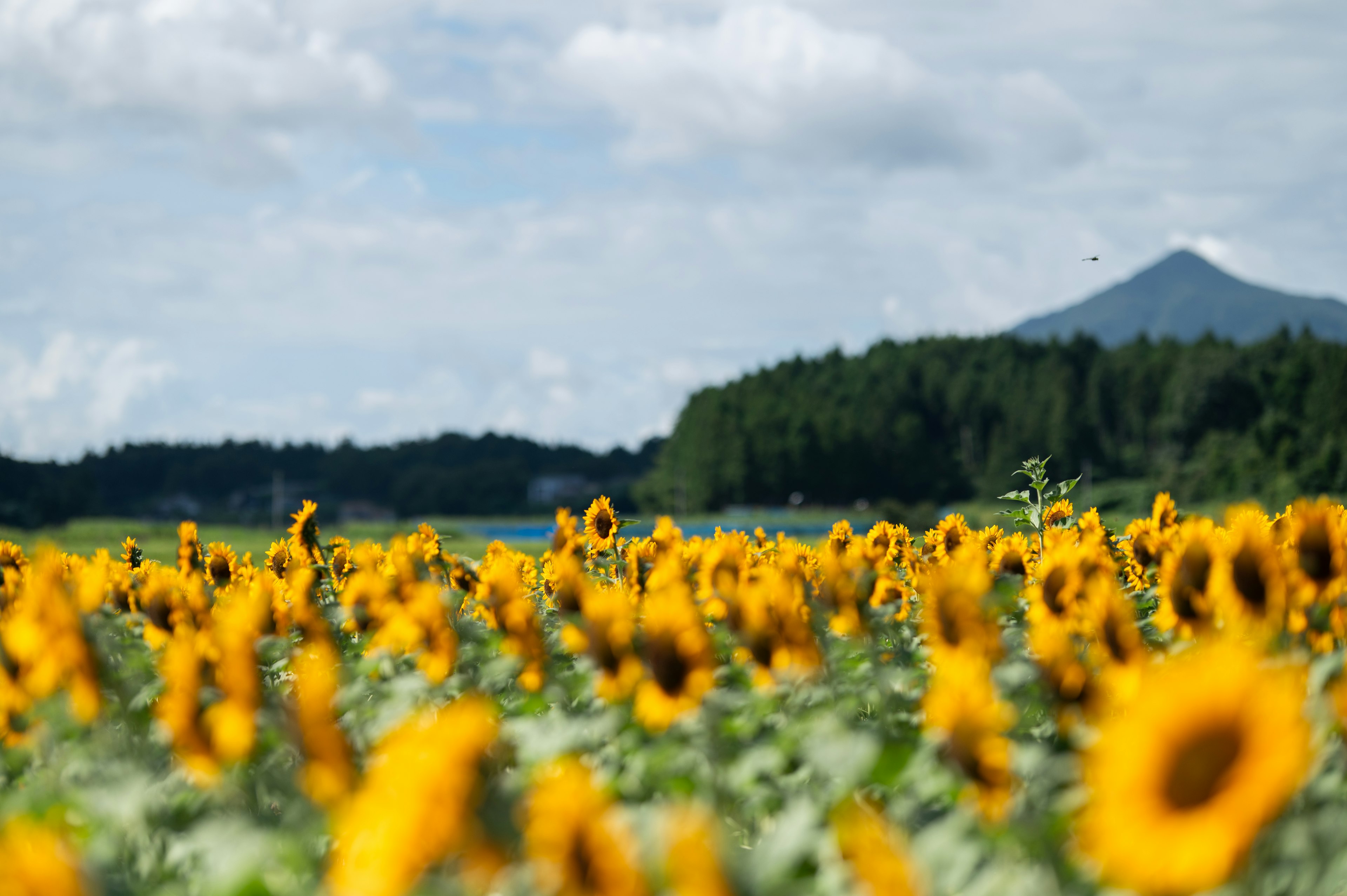 ひまわり畑の風景と背景の山