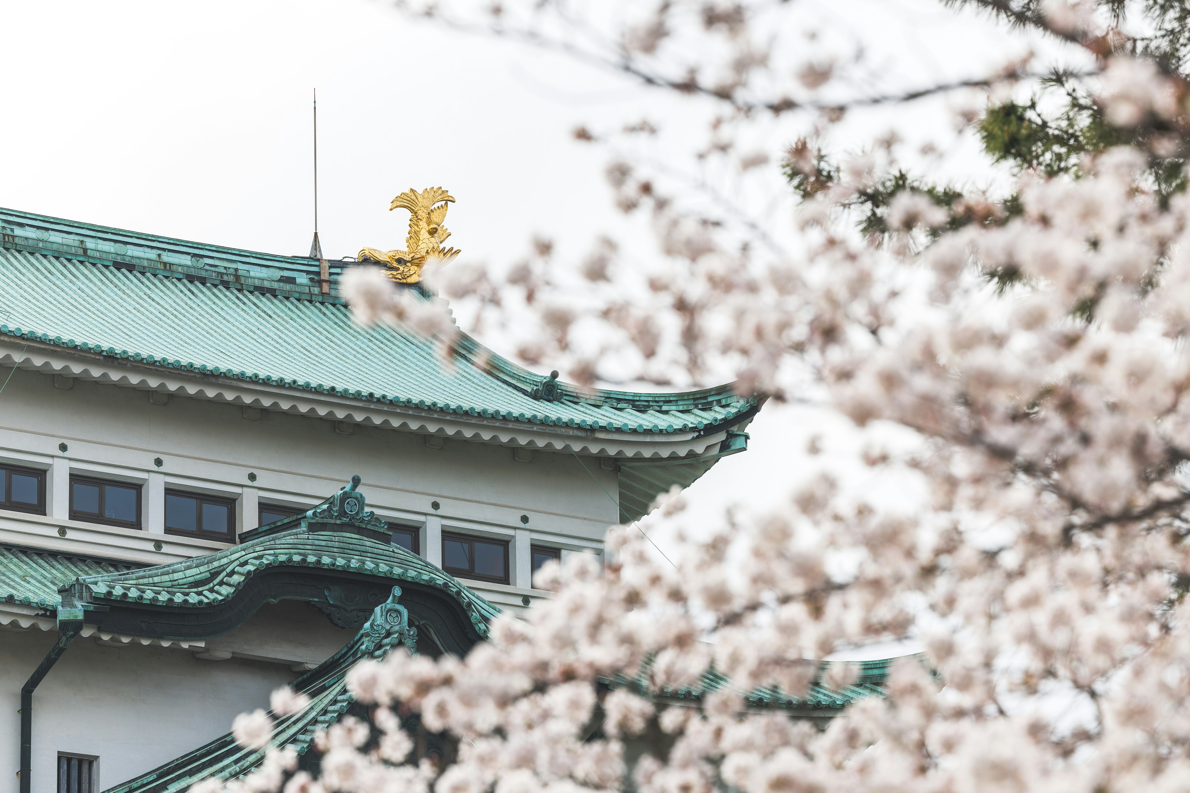 Part of a traditional Japanese building surrounded by cherry blossoms