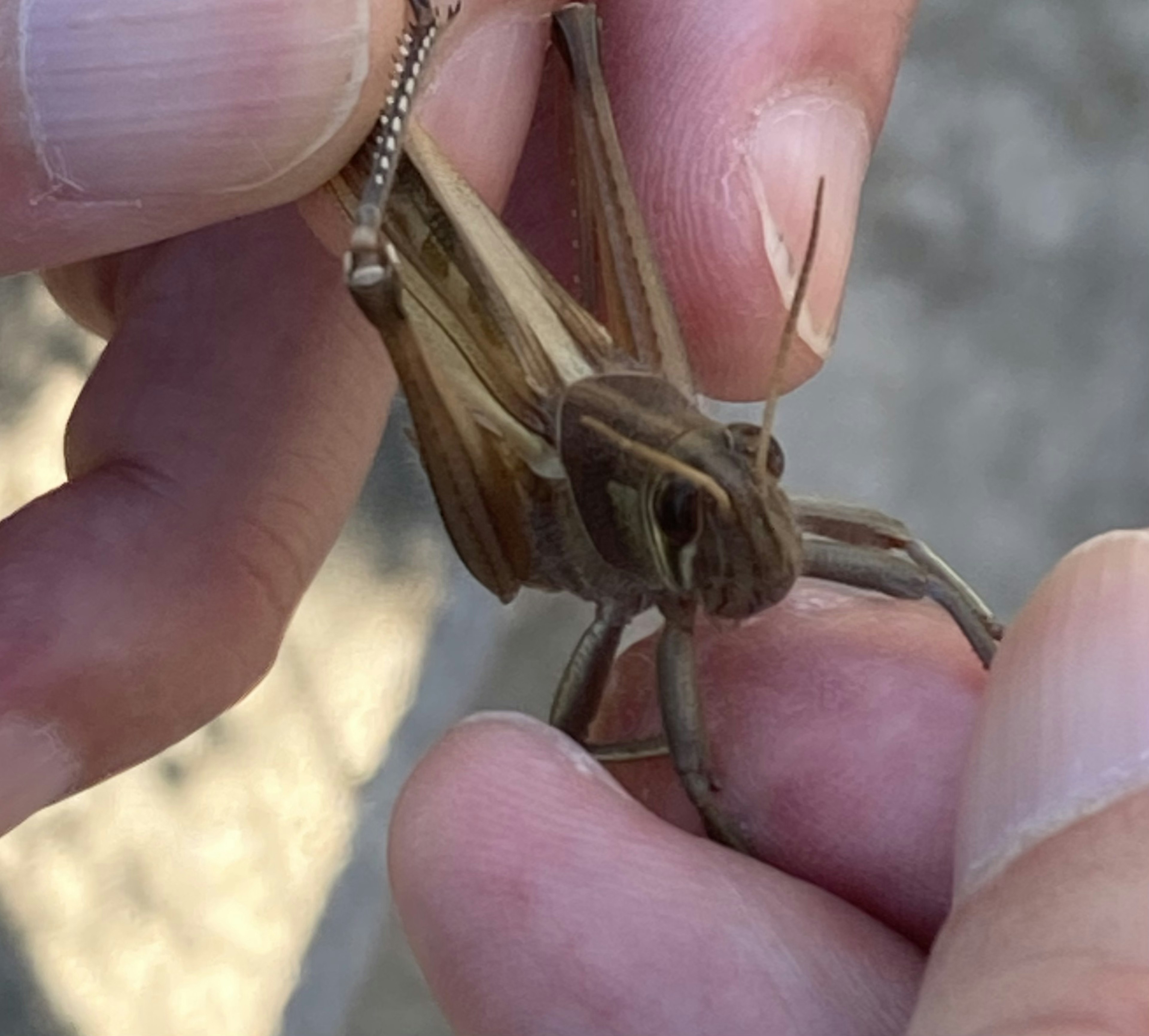 手で持たれた昆虫のクモのような姿が特徴的な生き物