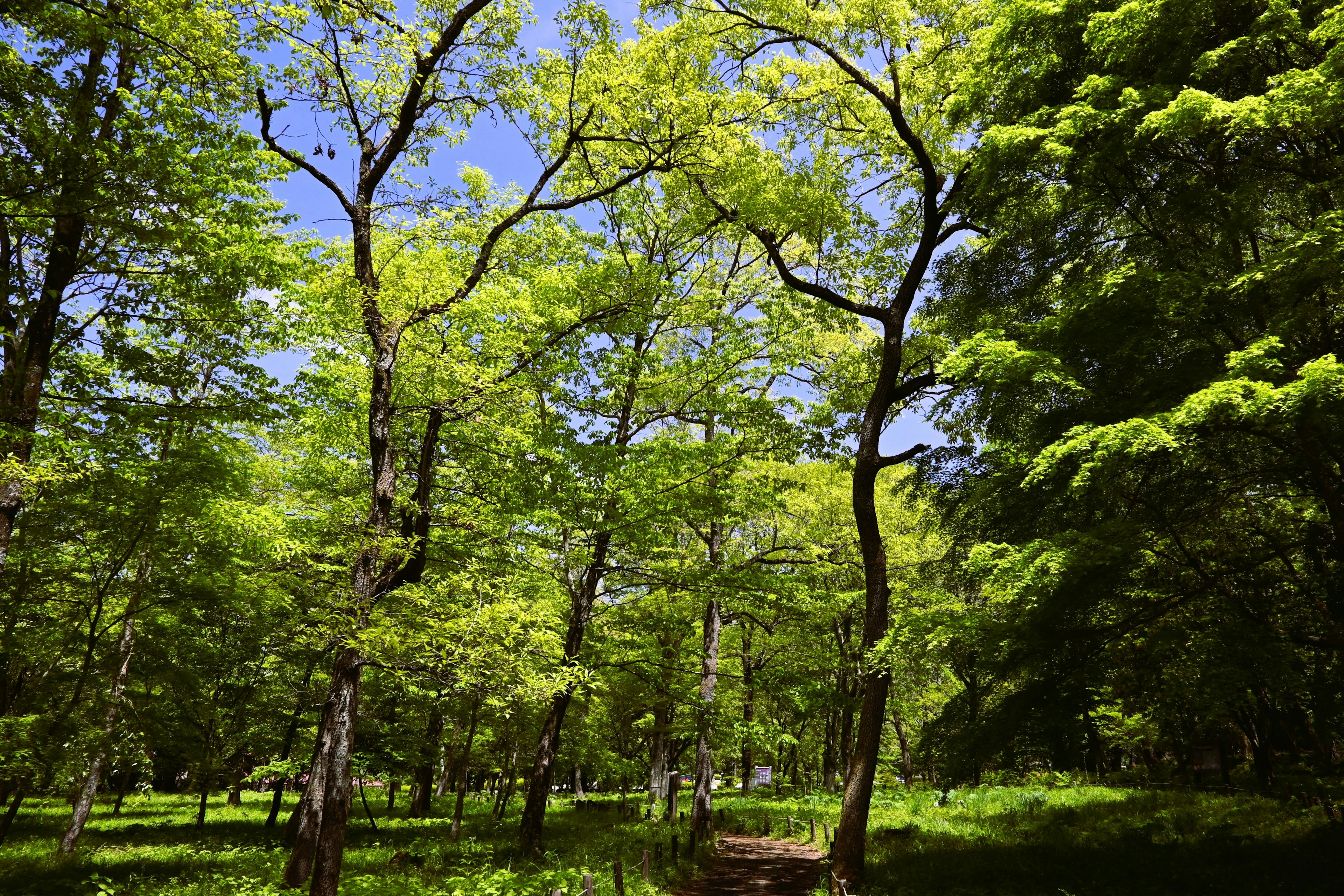 Árboles verdes exuberantes en un paisaje forestal