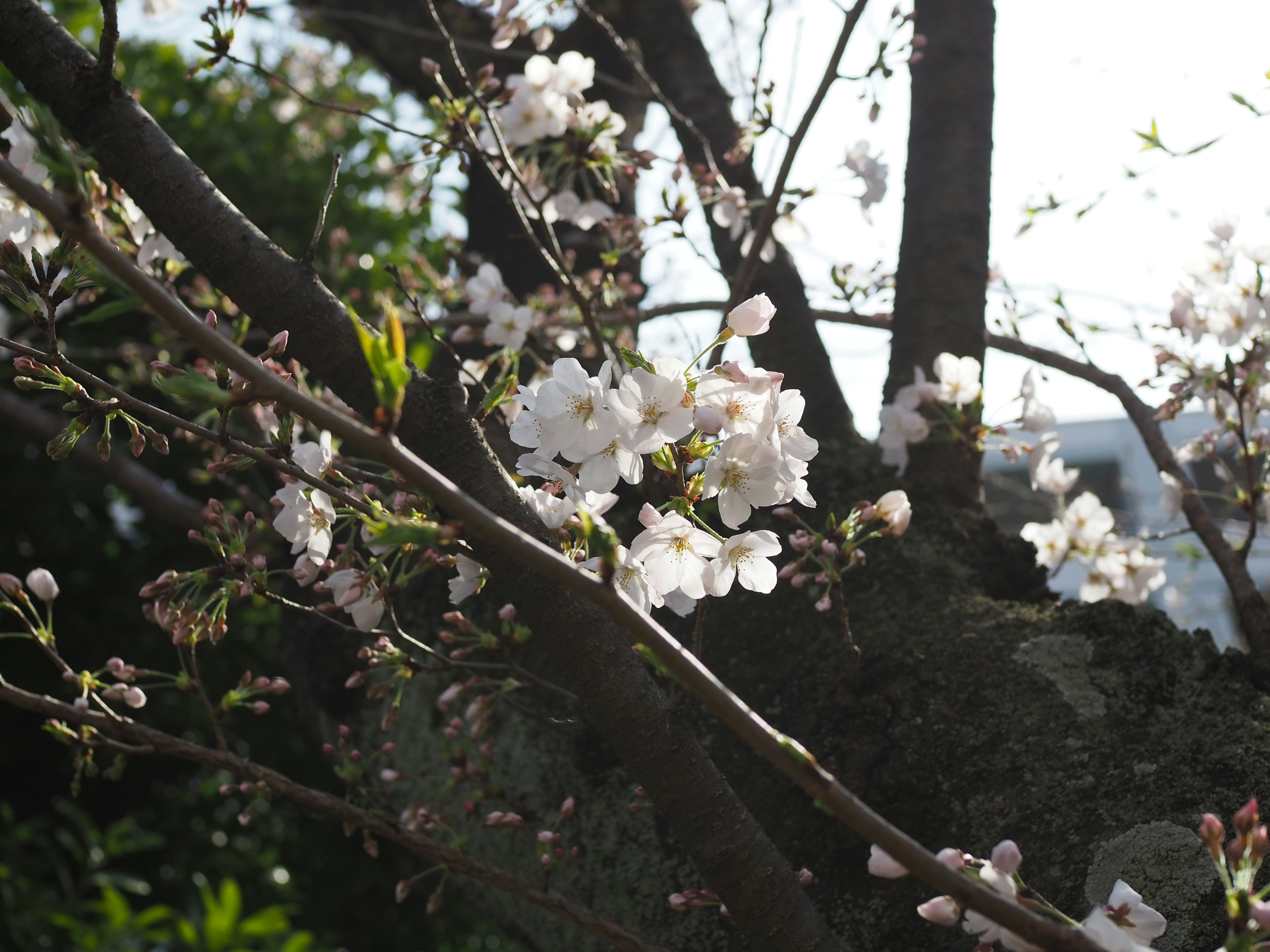 桜の花が咲いている木の枝のクローズアップ