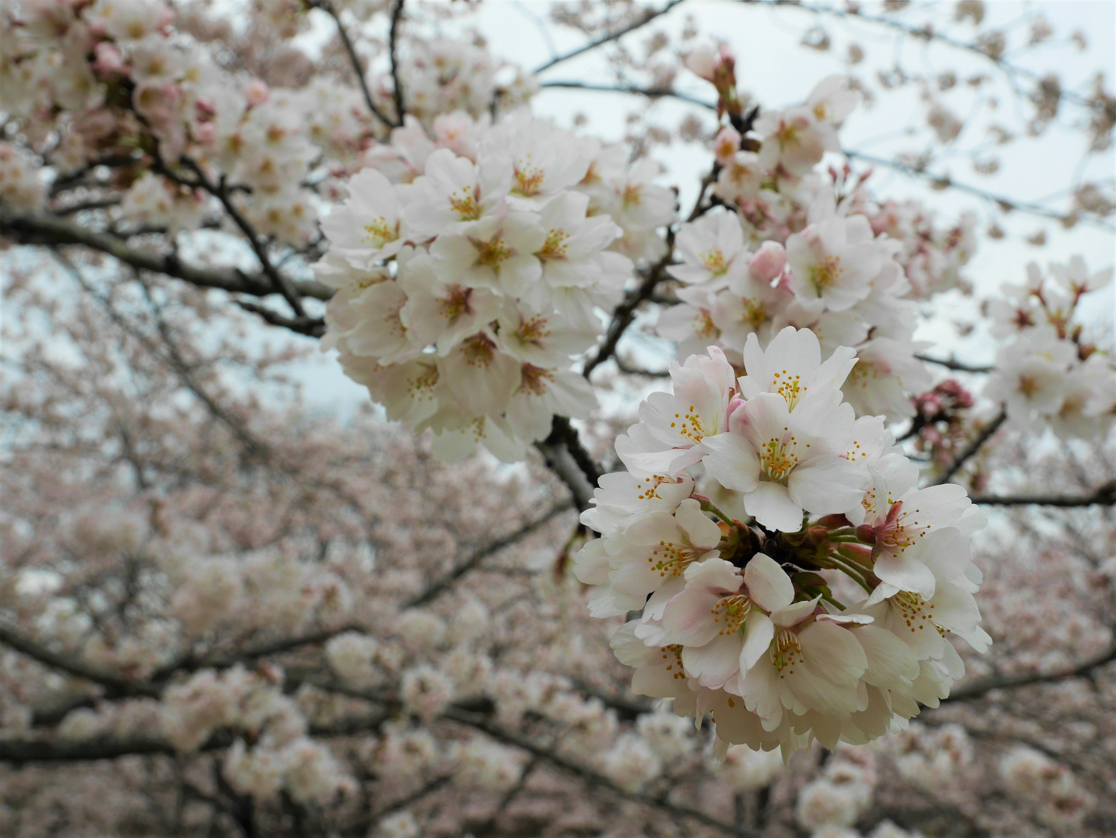 桜の花が咲いている枝のクローズアップ