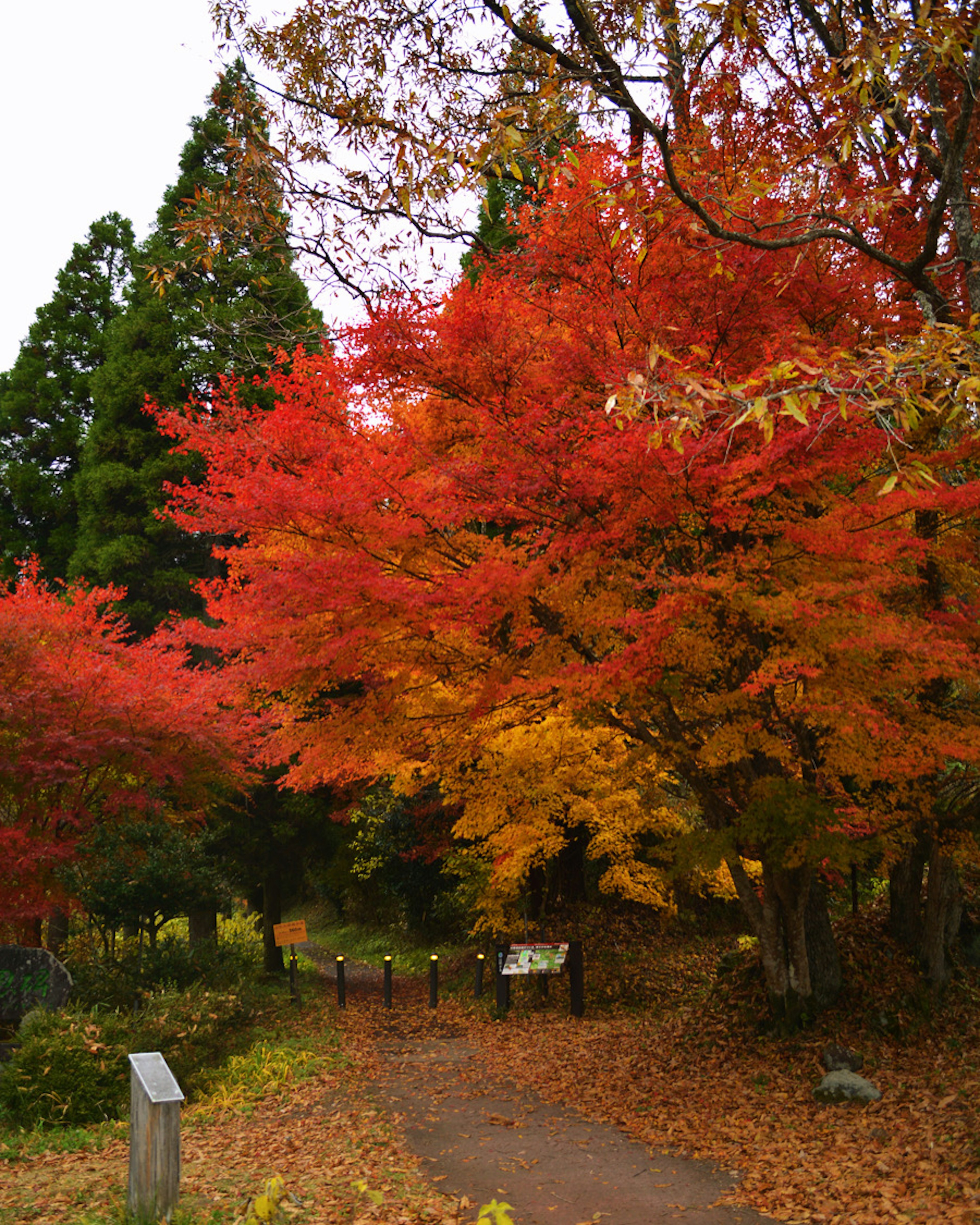 鮮やかな紅葉の木々が並ぶ小道の風景