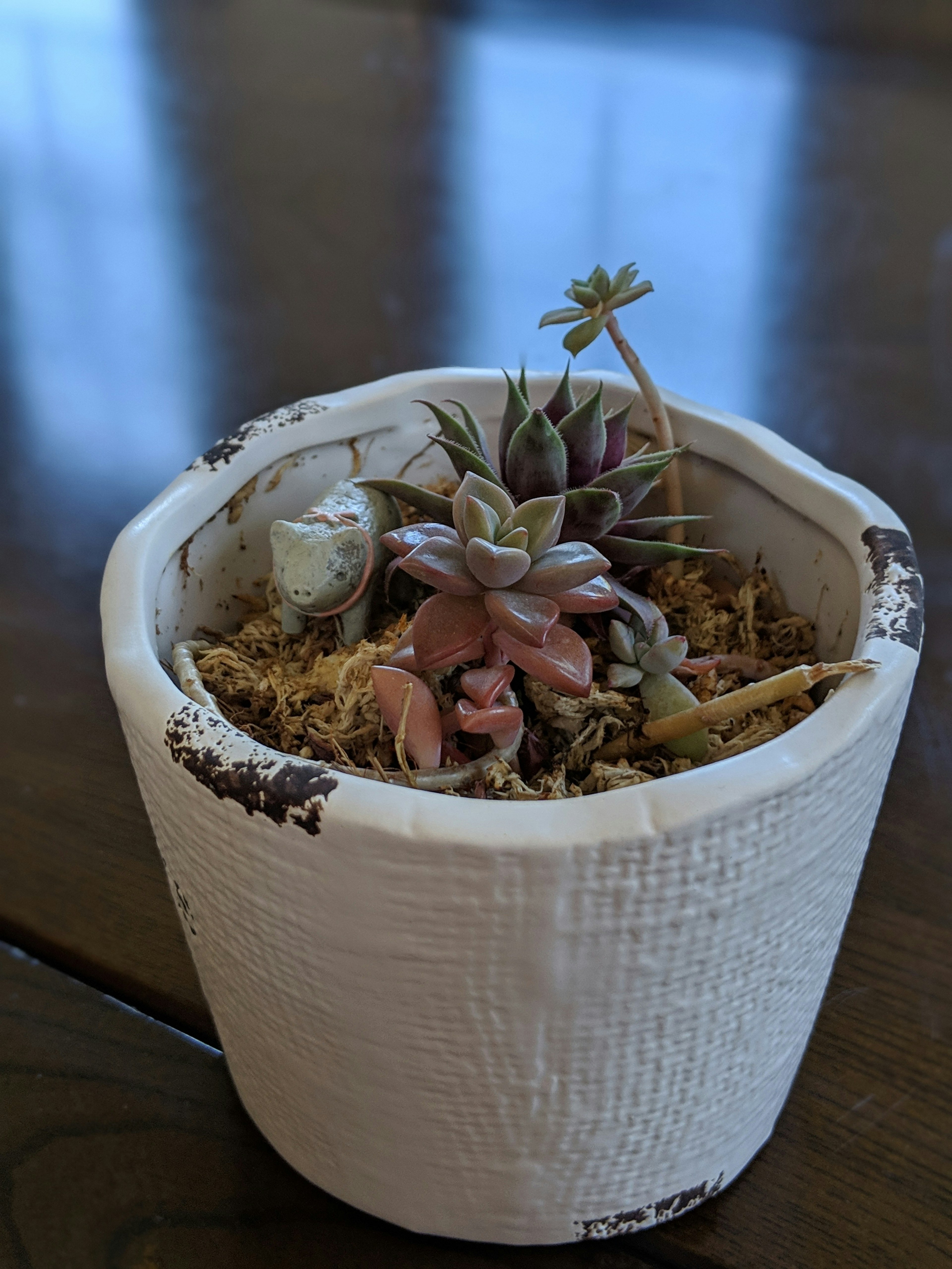 A succulent arrangement in a white pot with colorful leaves resting on dry moss