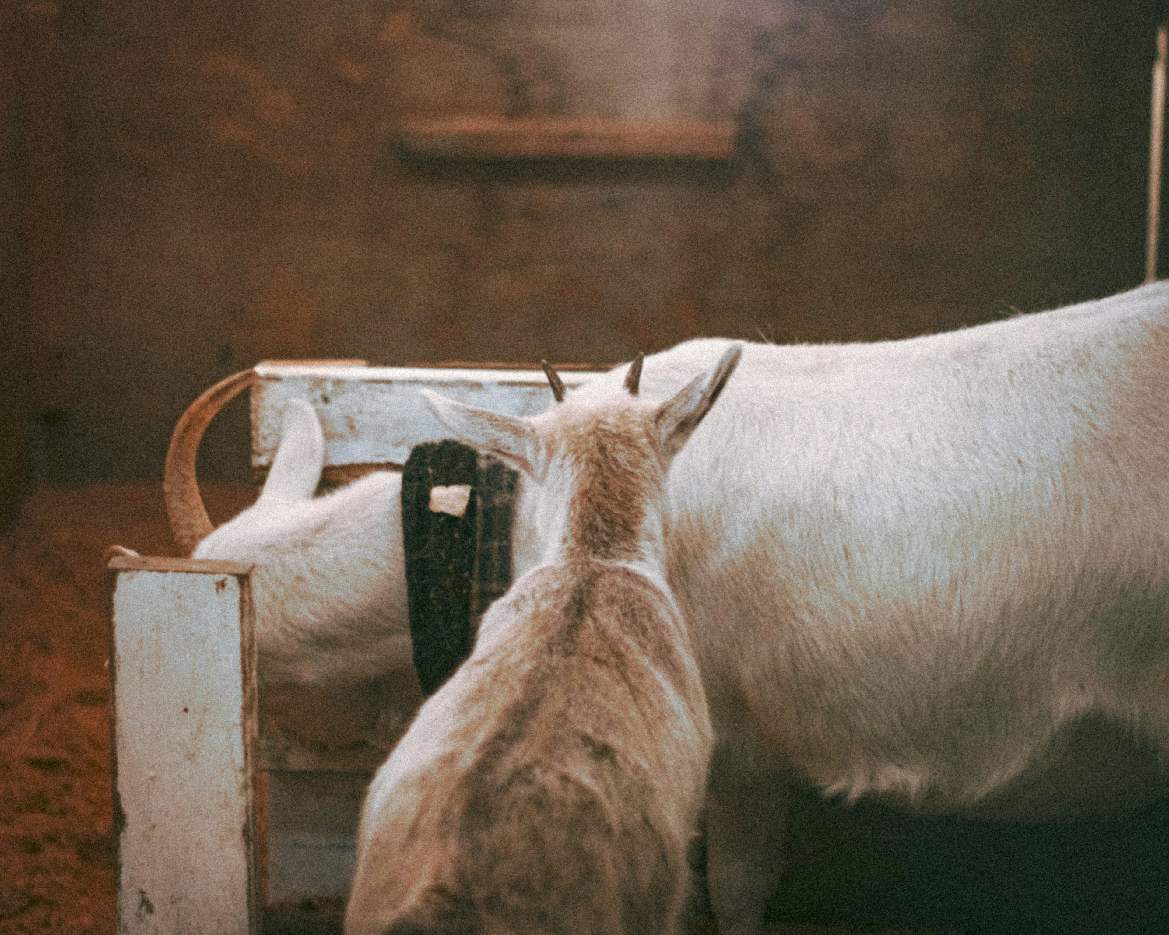 A scene inside a farm with a cow and a goat standing side by side