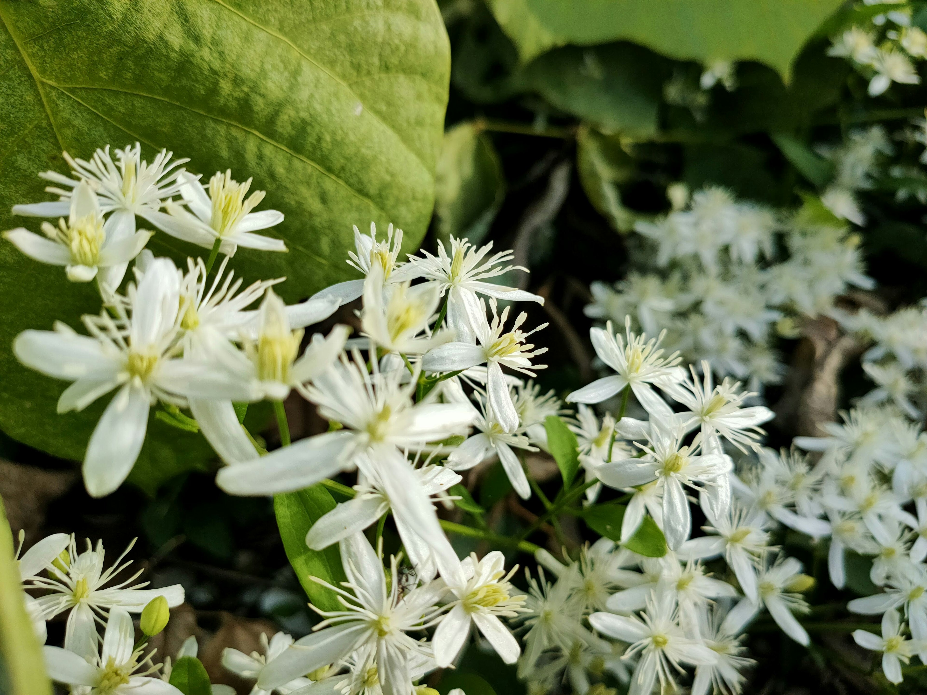 A close-up of delicate white flowers surrounded by green leaves