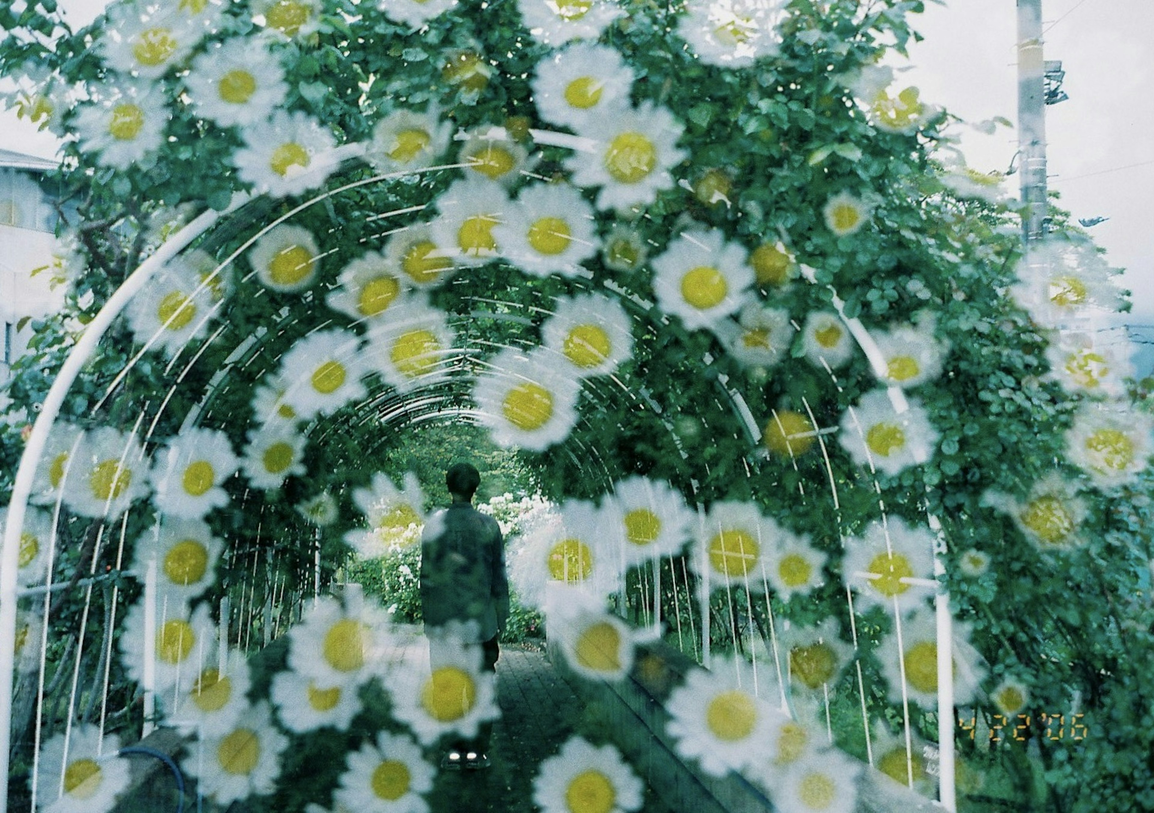 Person walking through a flower-decorated archway