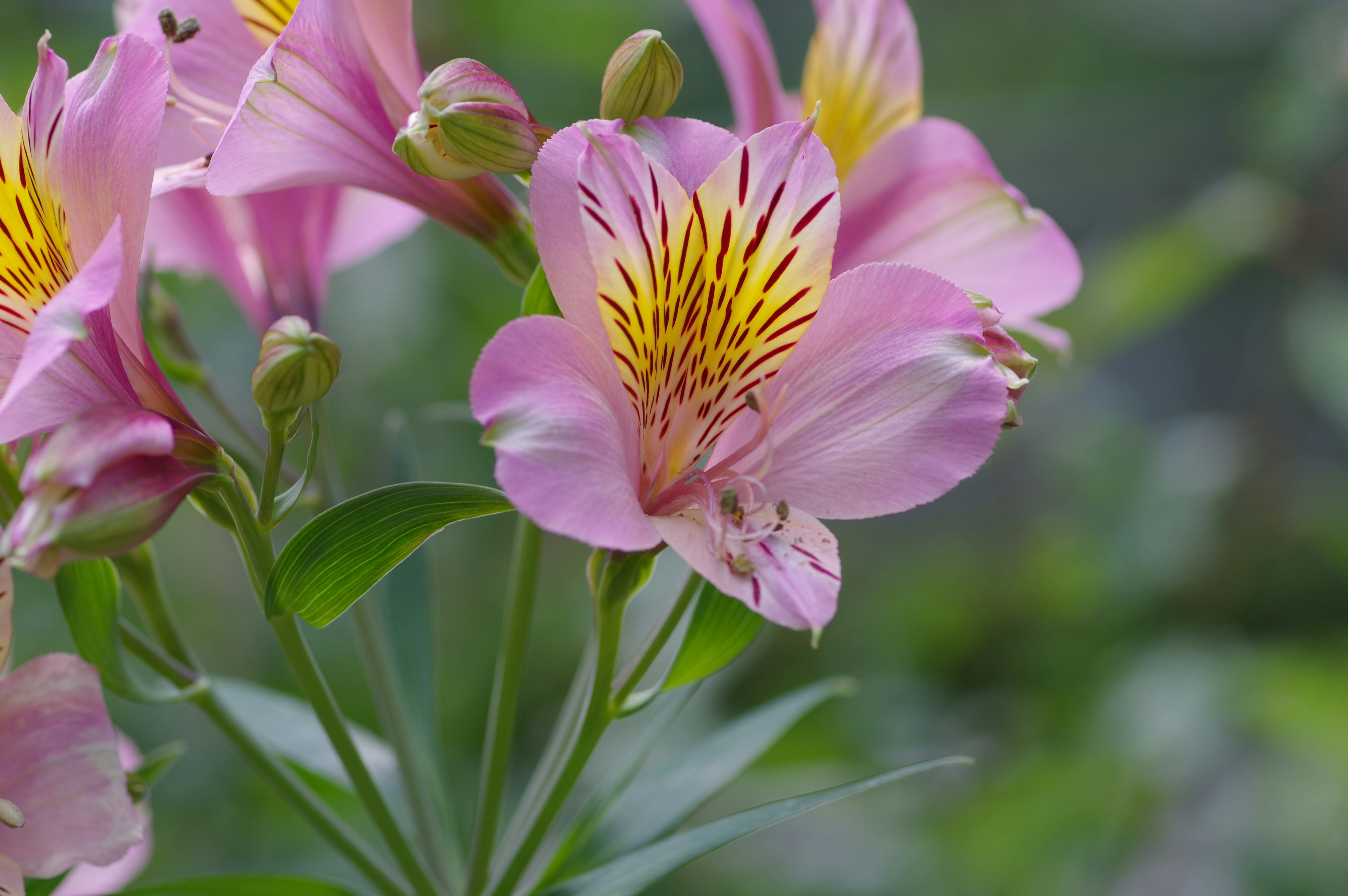 Bouquet di fiori di alstroemeria con petali rosa e strisce gialle