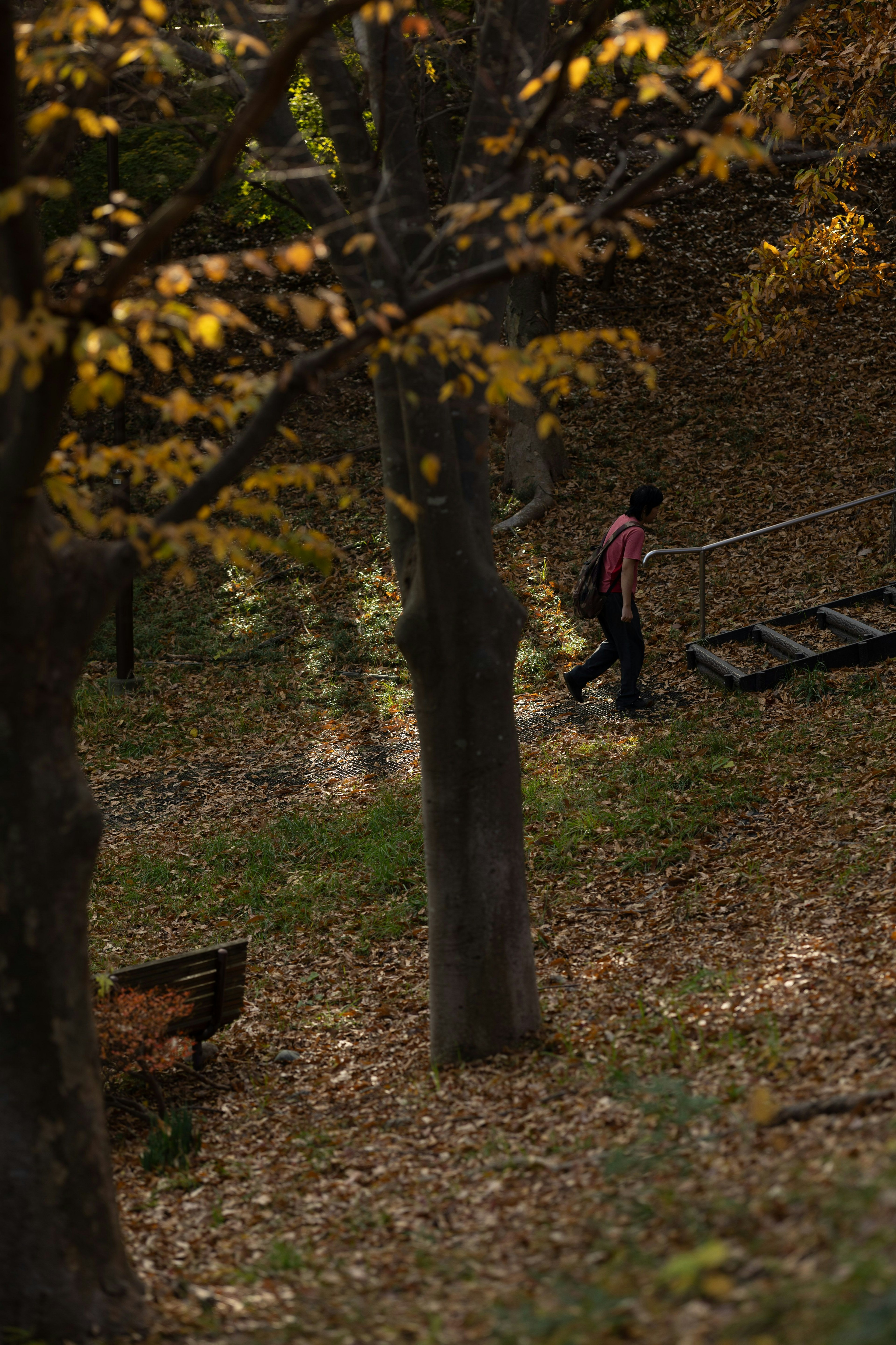 Una persona caminando por un bosque de otoño con hojas caídas