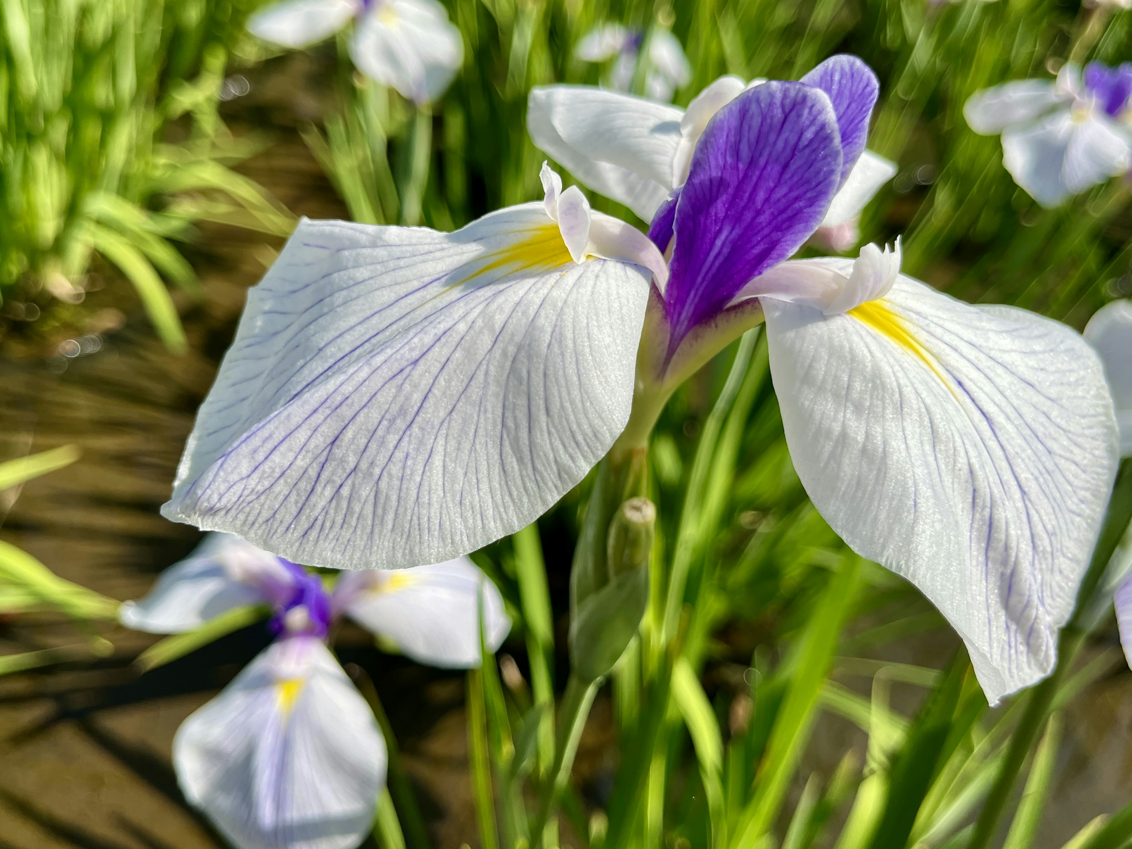 Iris flower with white petals and purple accents