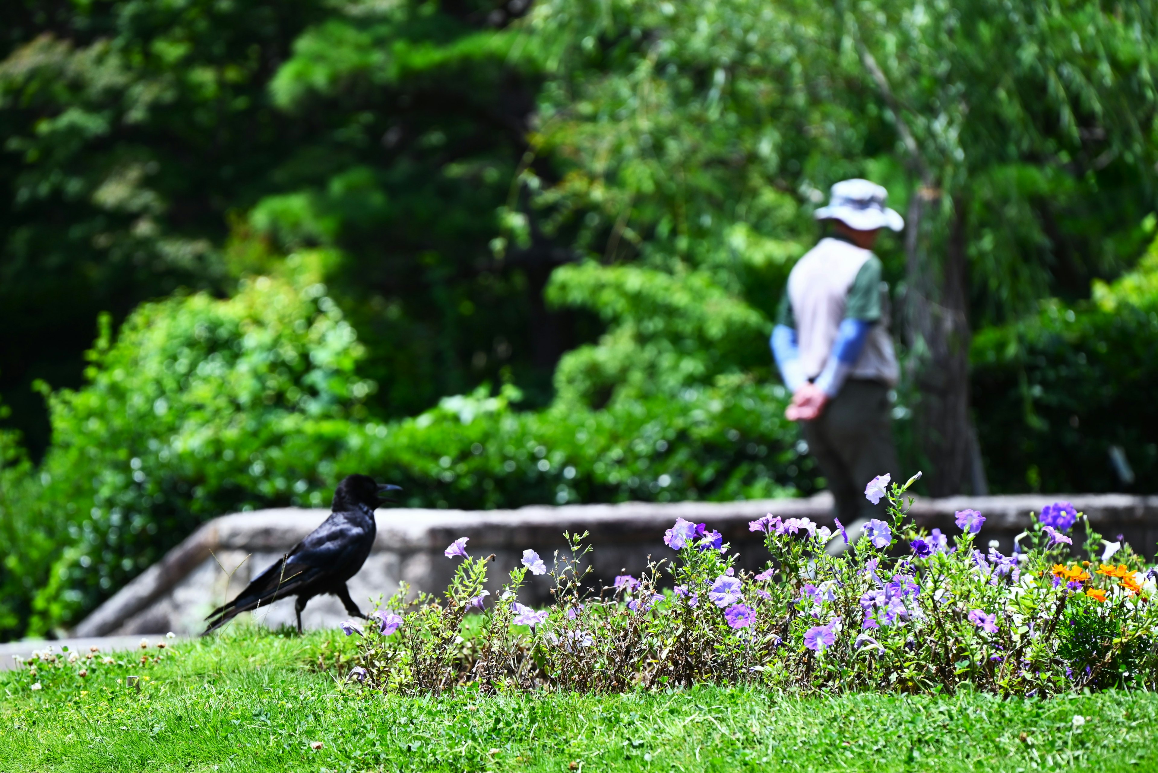 公園で花の前を歩く人と近くのカラス