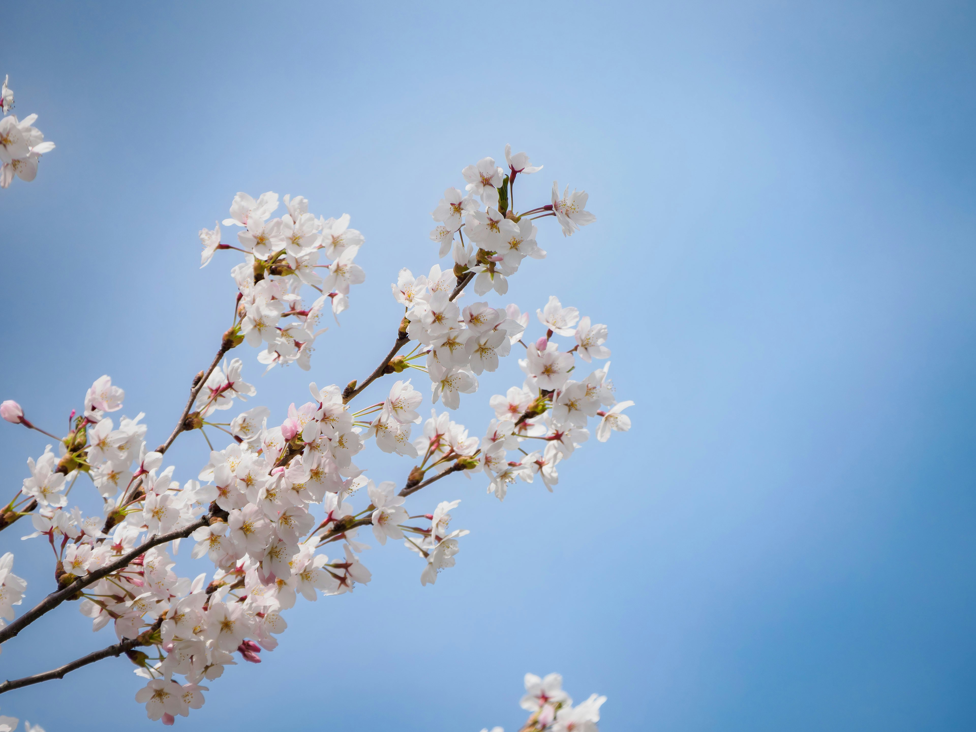 Branches of cherry blossoms against a blue sky