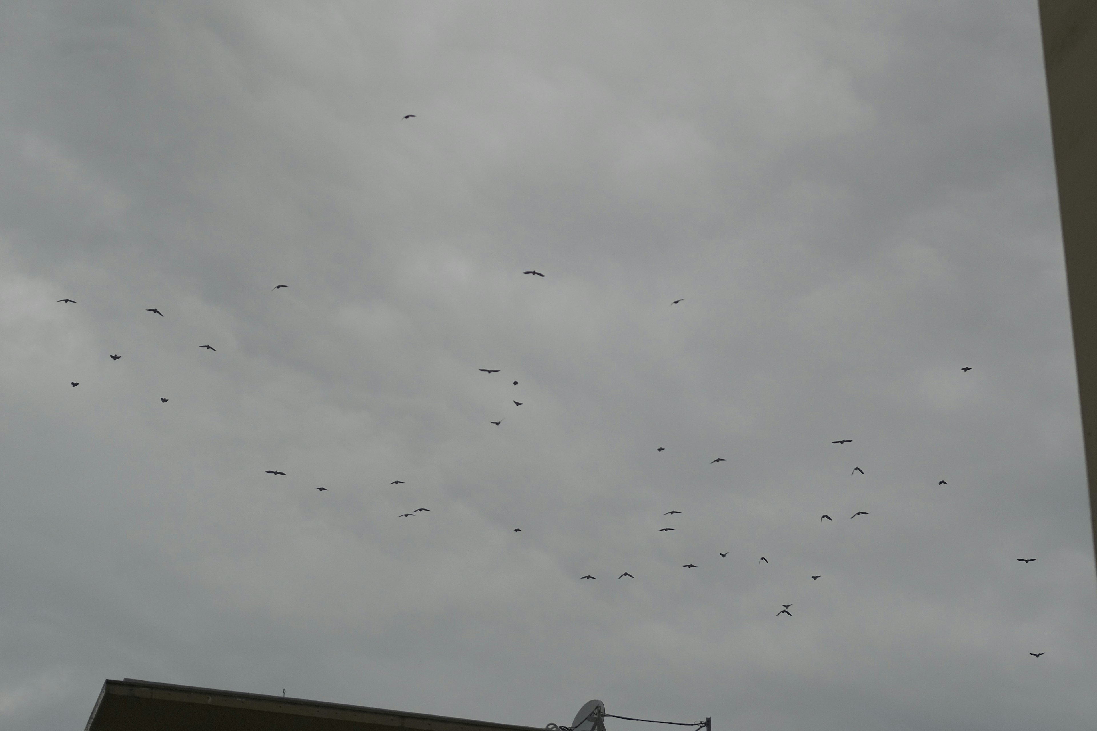 曇った空に飛んでいる多くの鳥の群れ