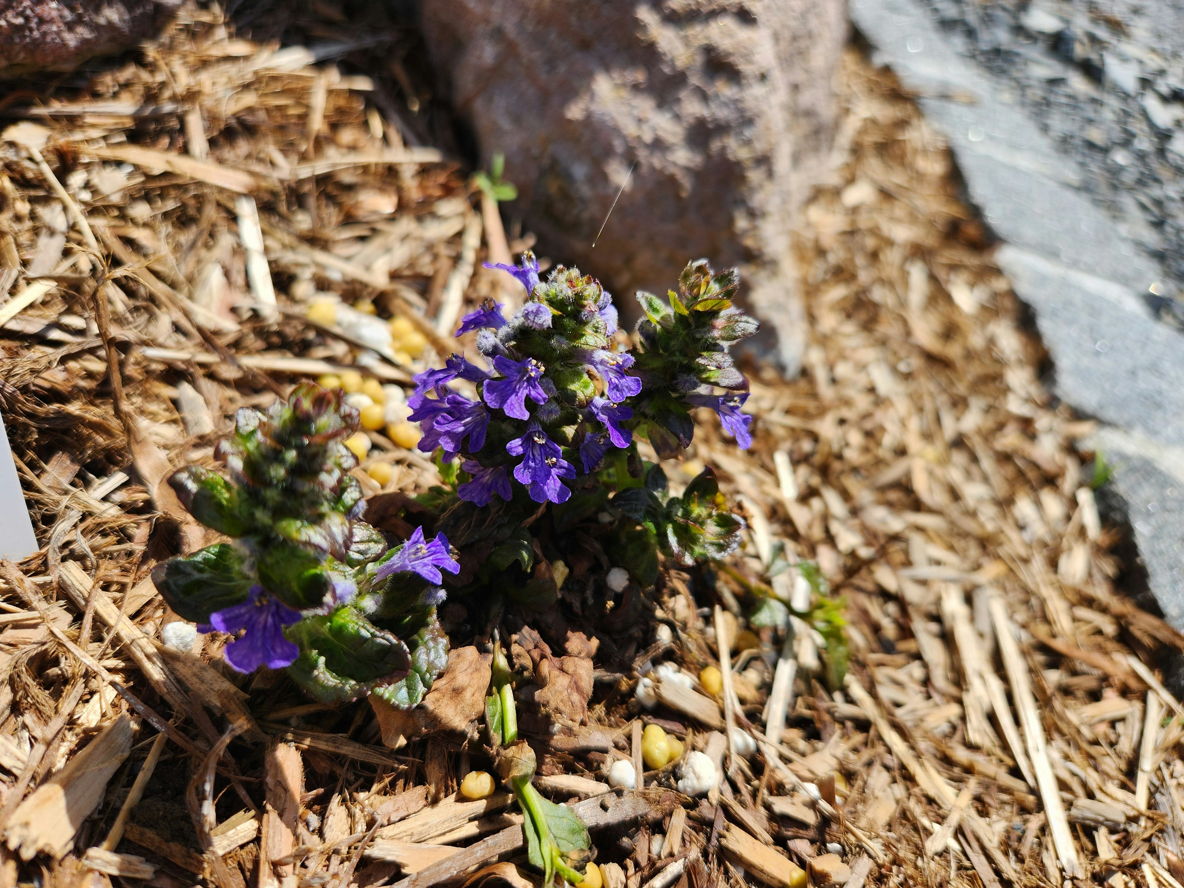 Kleine lila Blumen blühen zwischen Mulch und Steinen