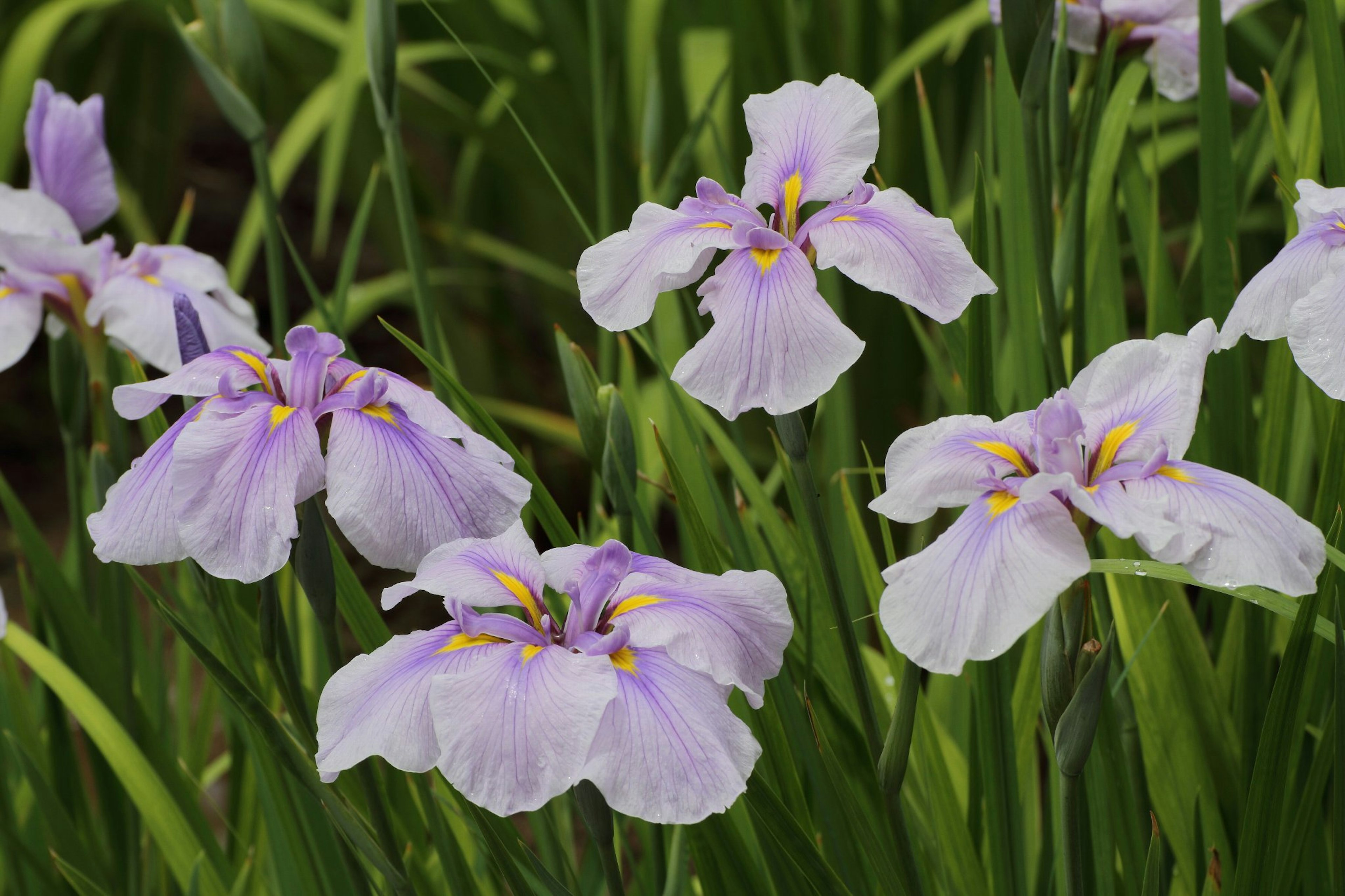 Cluster of lavender iris flowers blooming among green grass