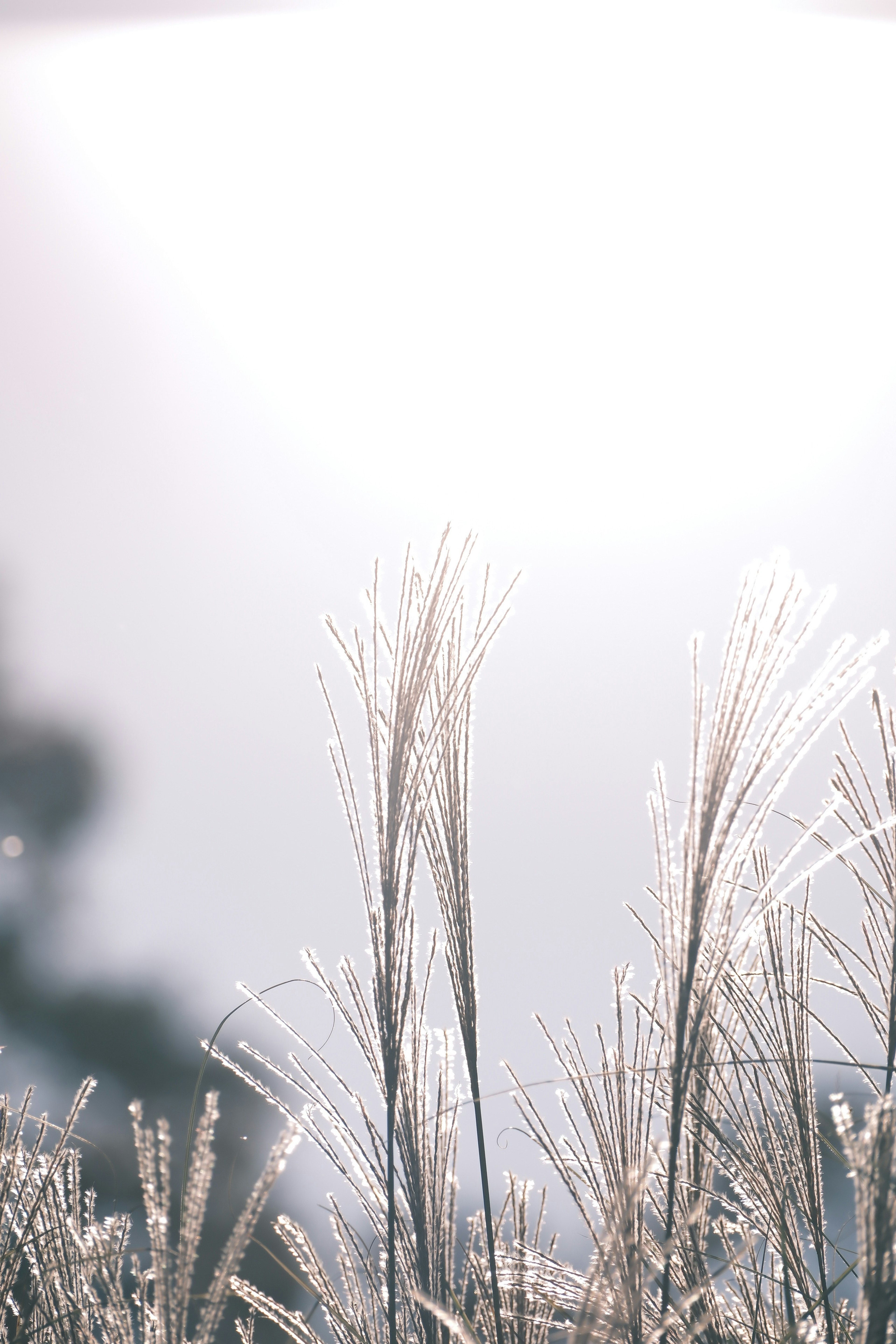 Glowing grass blades against a bright background