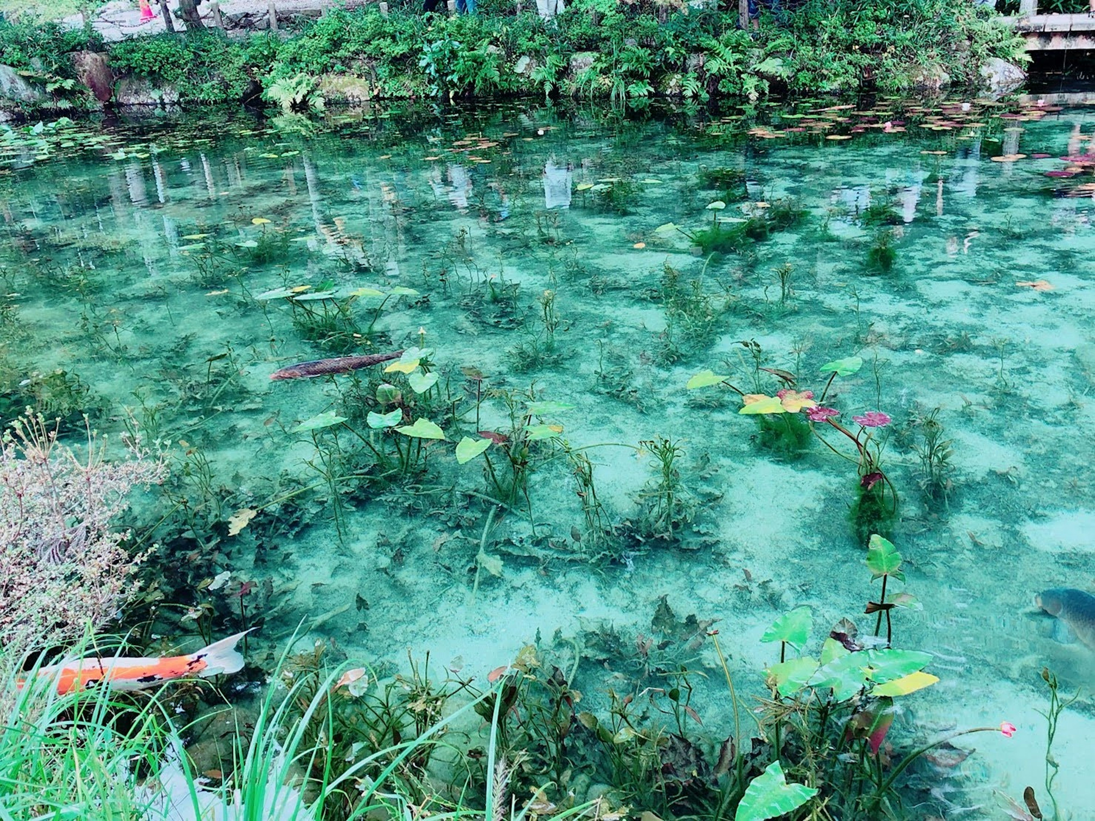 Surface d'eau claire avec des plantes vertes et une végétation aquatique colorée