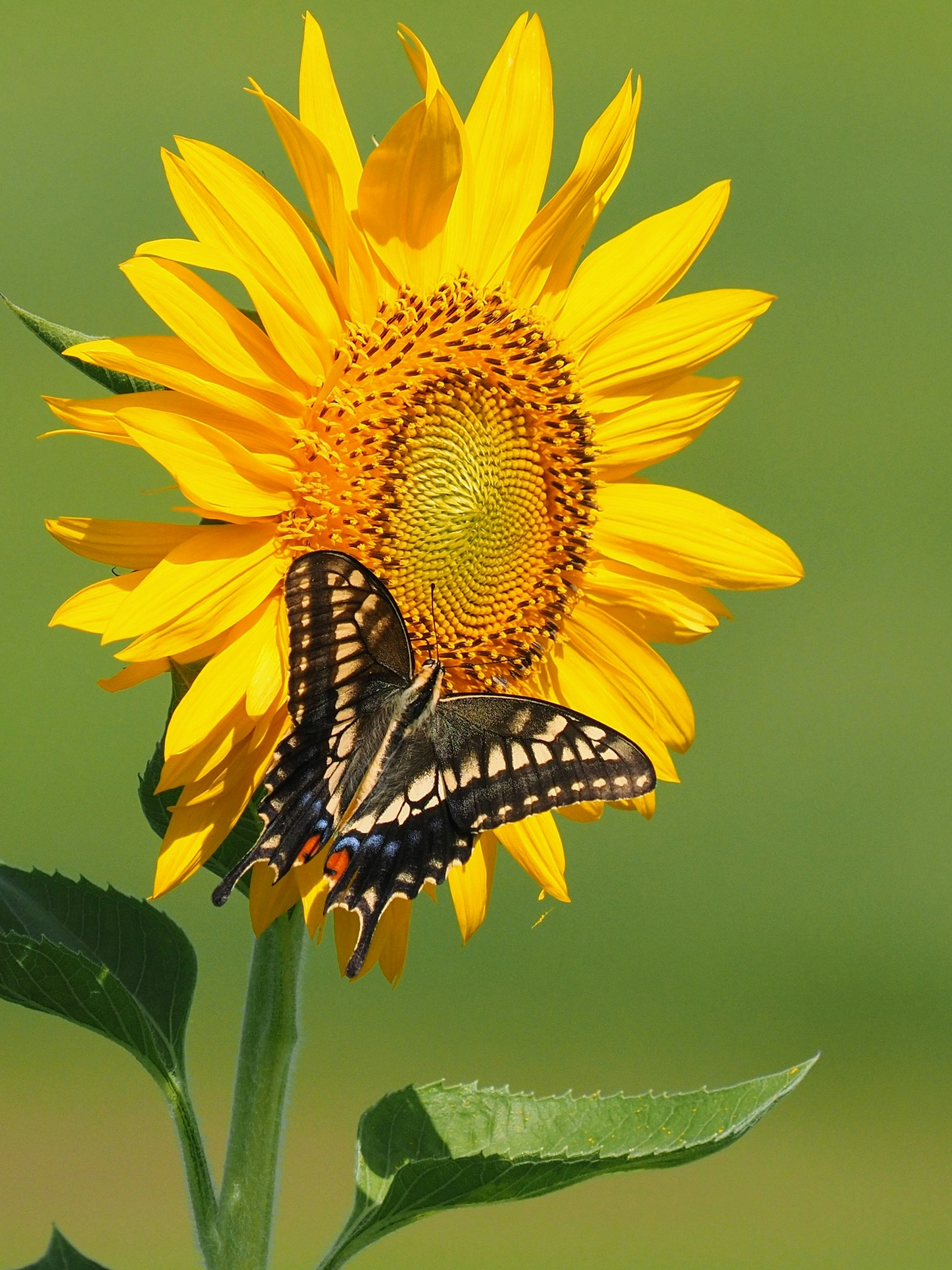 Una escena vibrante de un girasol con una mariposa negra cerca