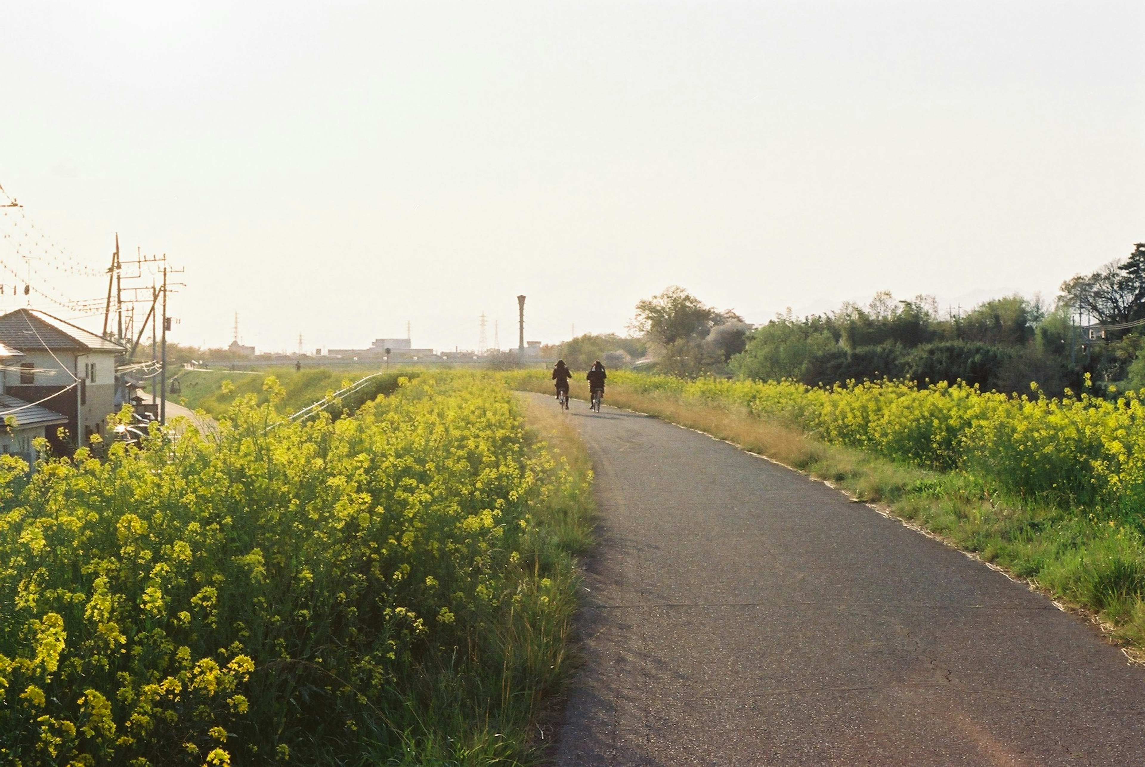 草花が咲く道を歩く二人の人影と周囲の自然