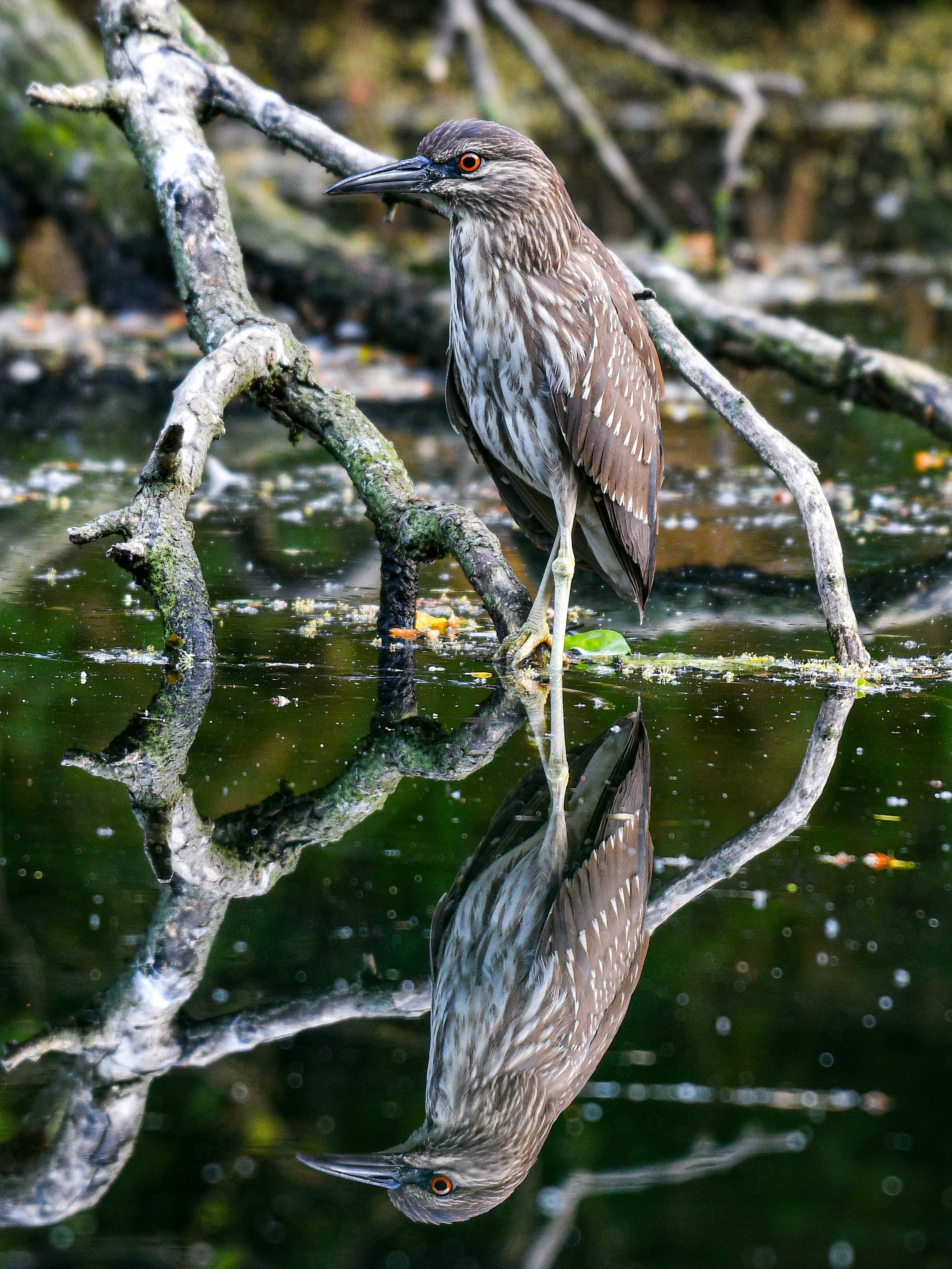 Ein Vogel steht auf einem Ast nahe Wasser mit seinem sichtbaren Spiegelbild