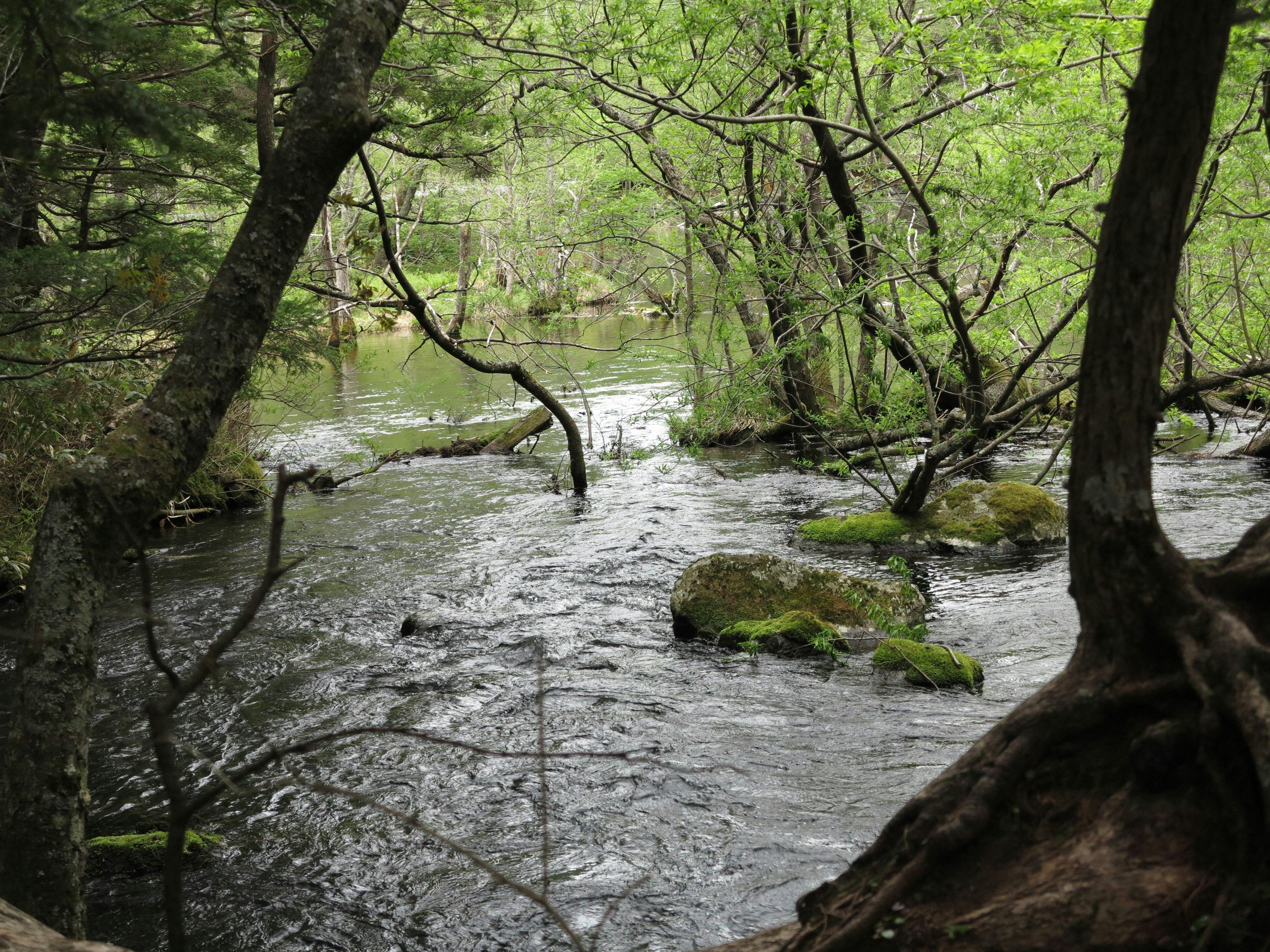 A serene river flowing through lush green trees