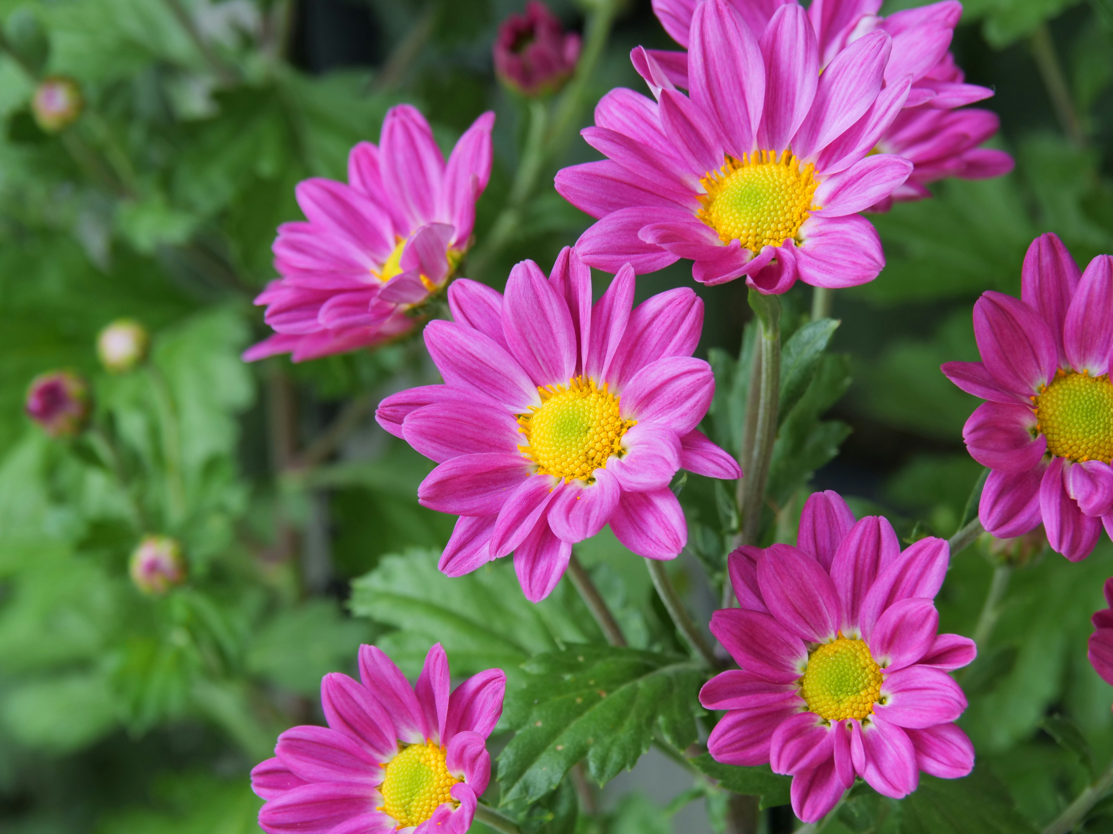 Fleurs roses vives avec des centres jaunes de chrysanthèmes