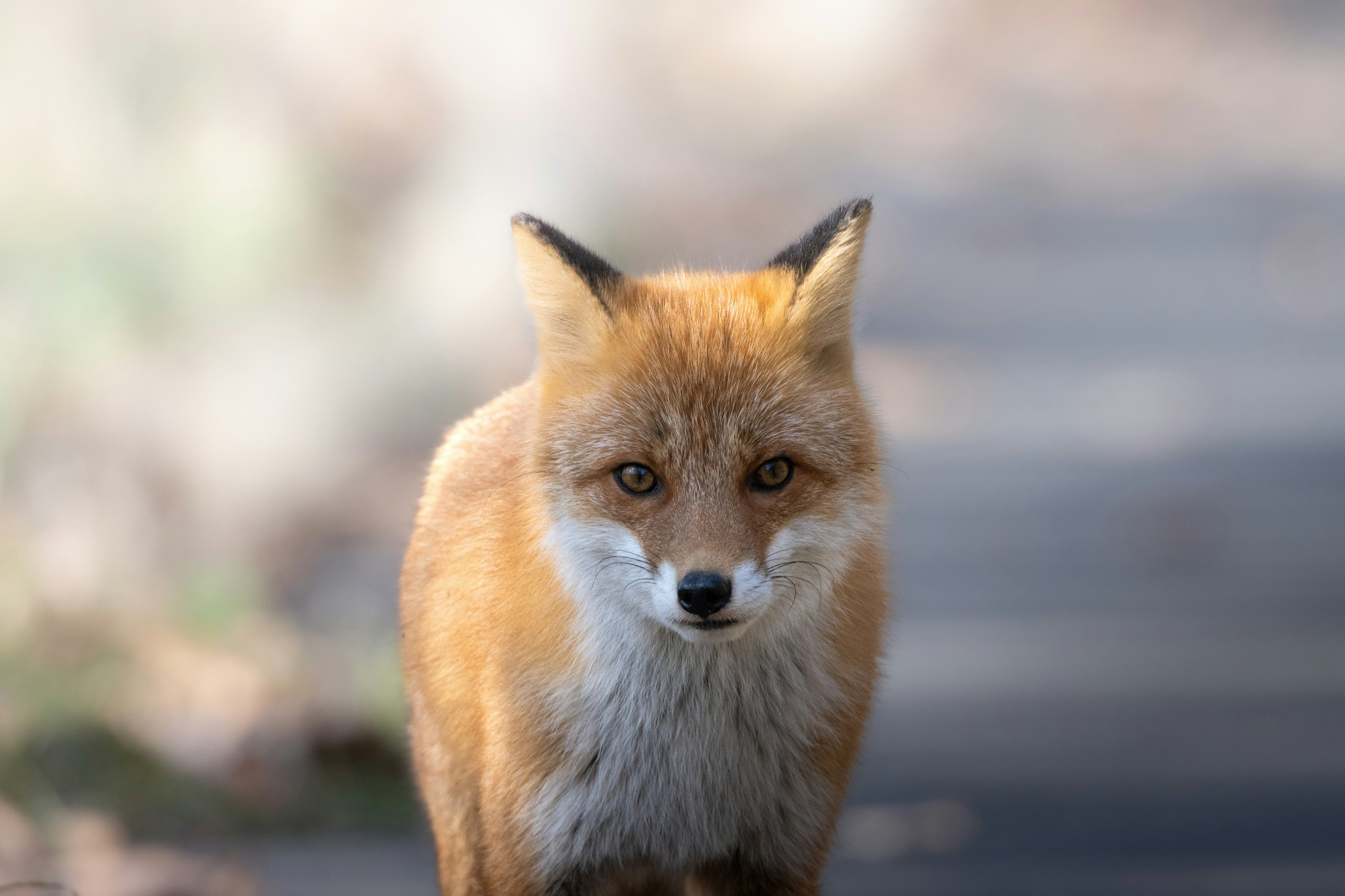 Un beau renard à fourrure orange regardant droit devant