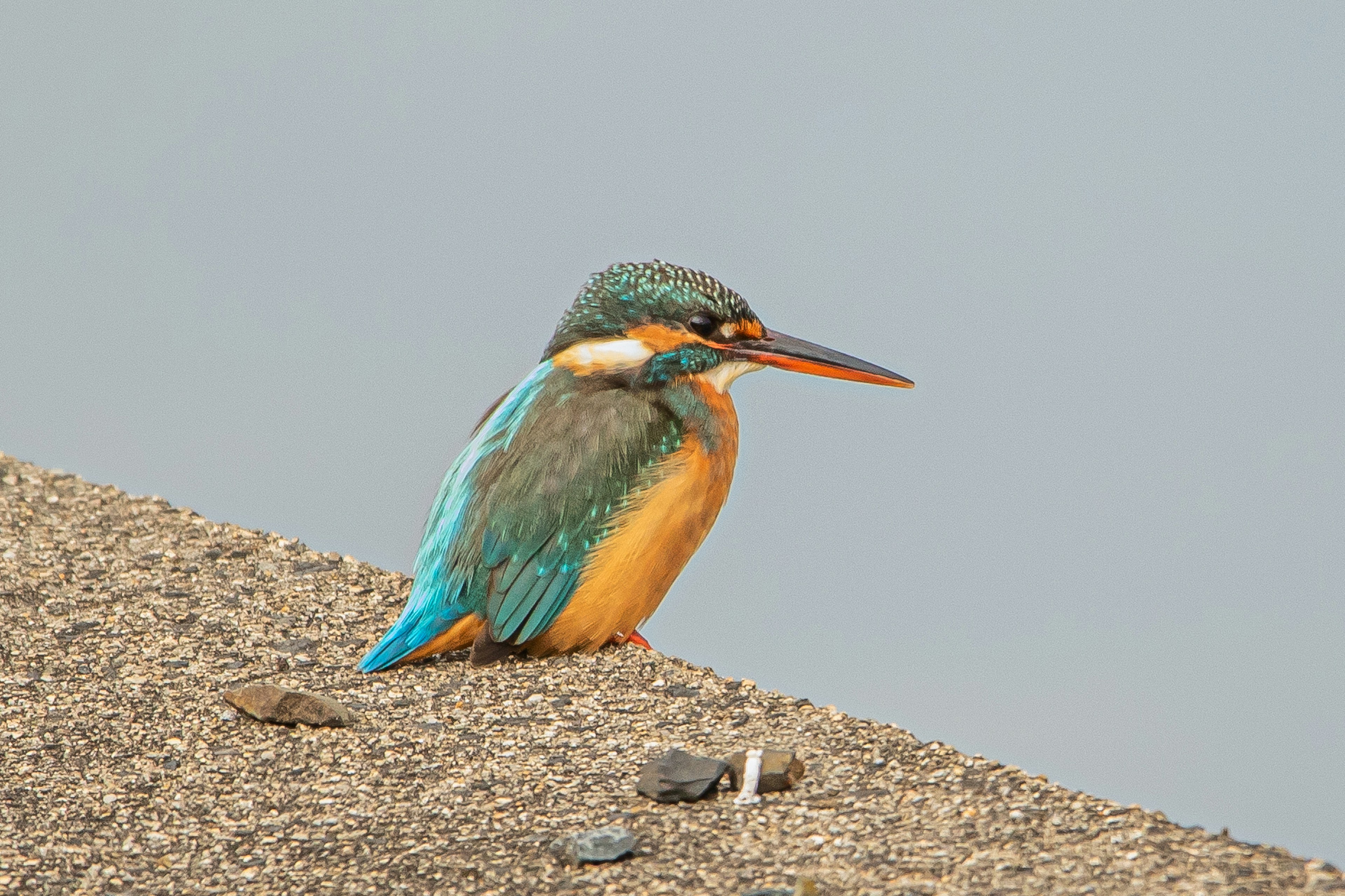 Un martin-pêcheur perché sur le bord avec des plumes vibrantes bleues et oranges