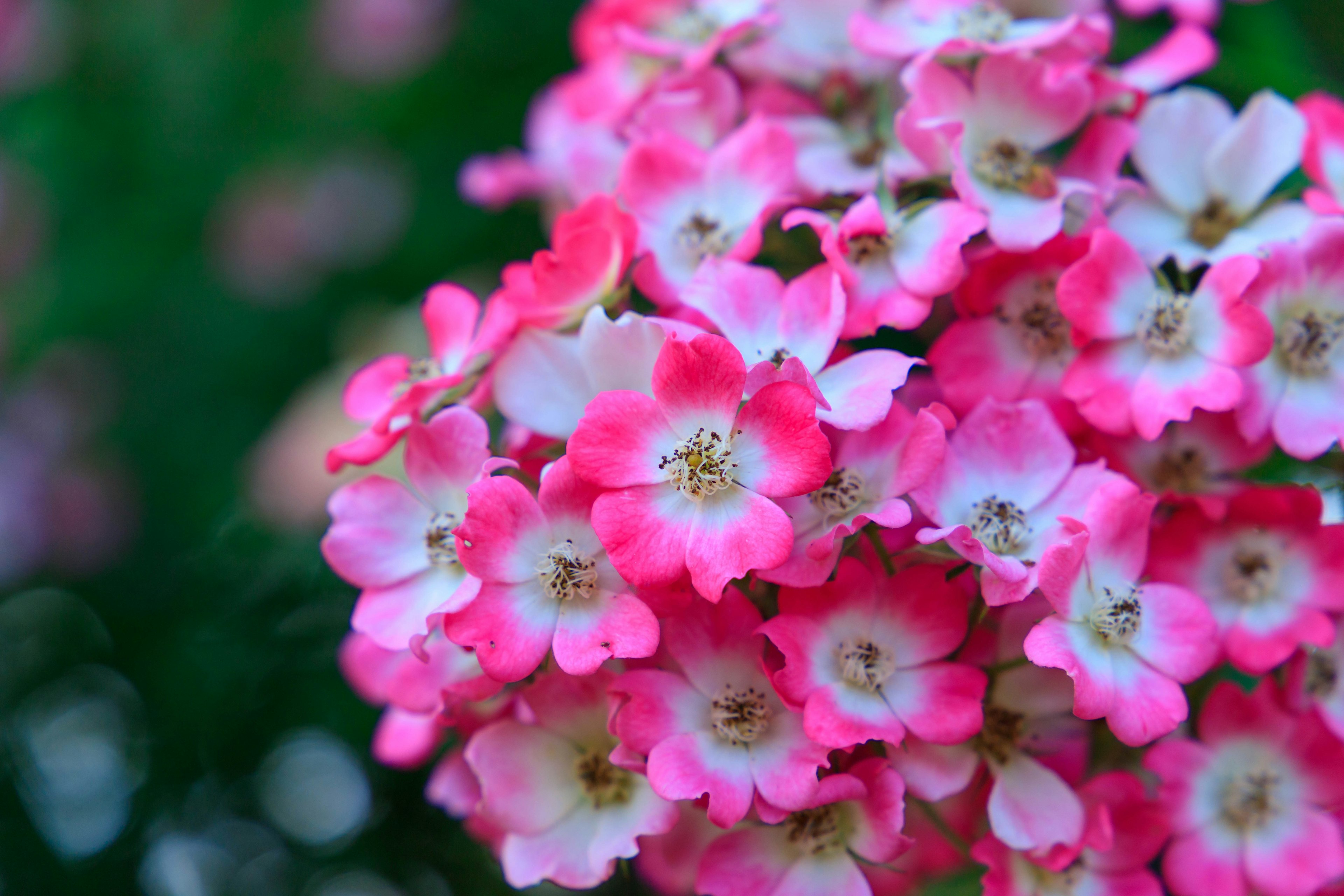 鮮やかなピンクと白の花が集まった美しい花束