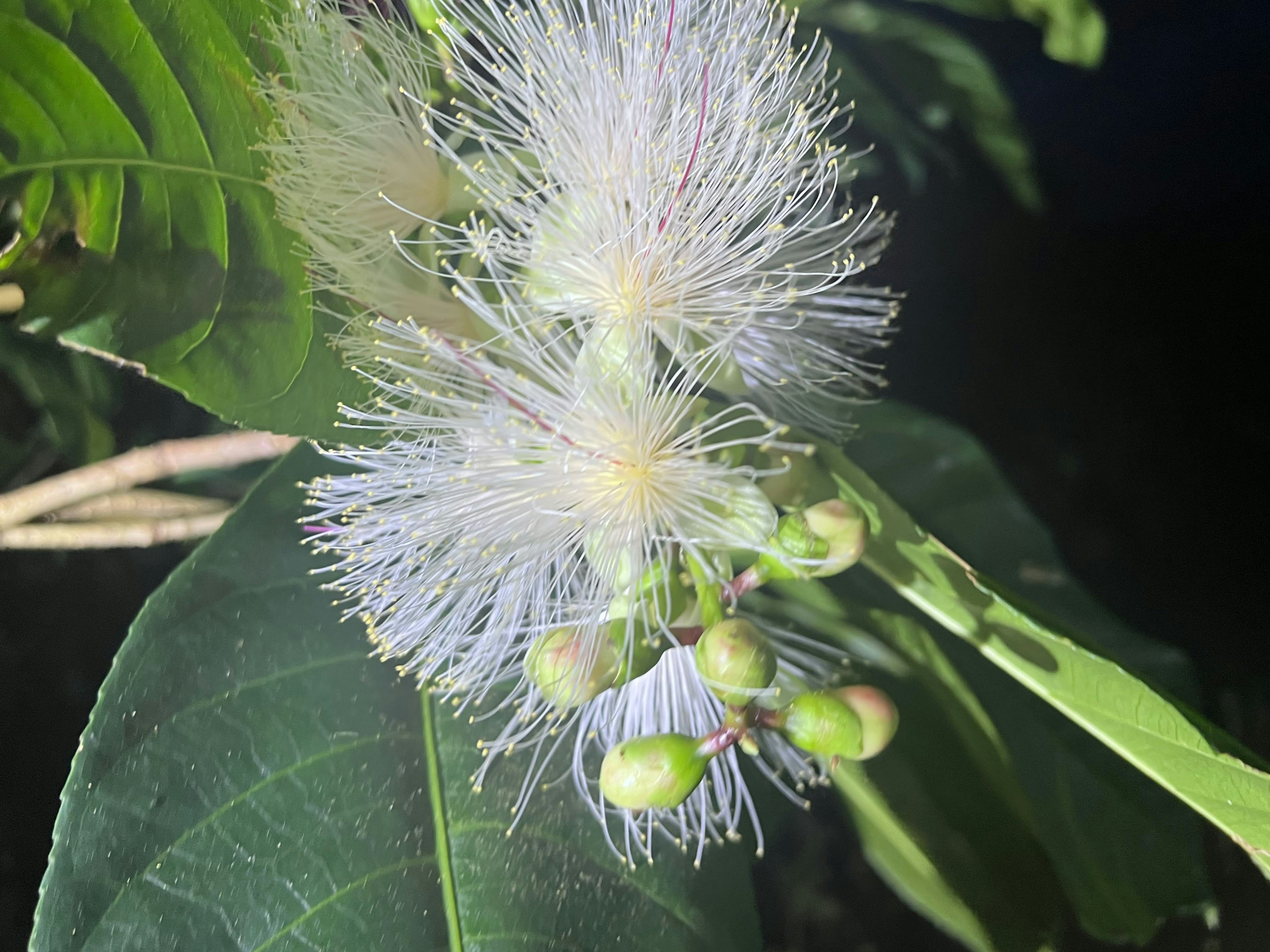 Gros plan d'une plante avec des fleurs blanches et des feuilles vertes