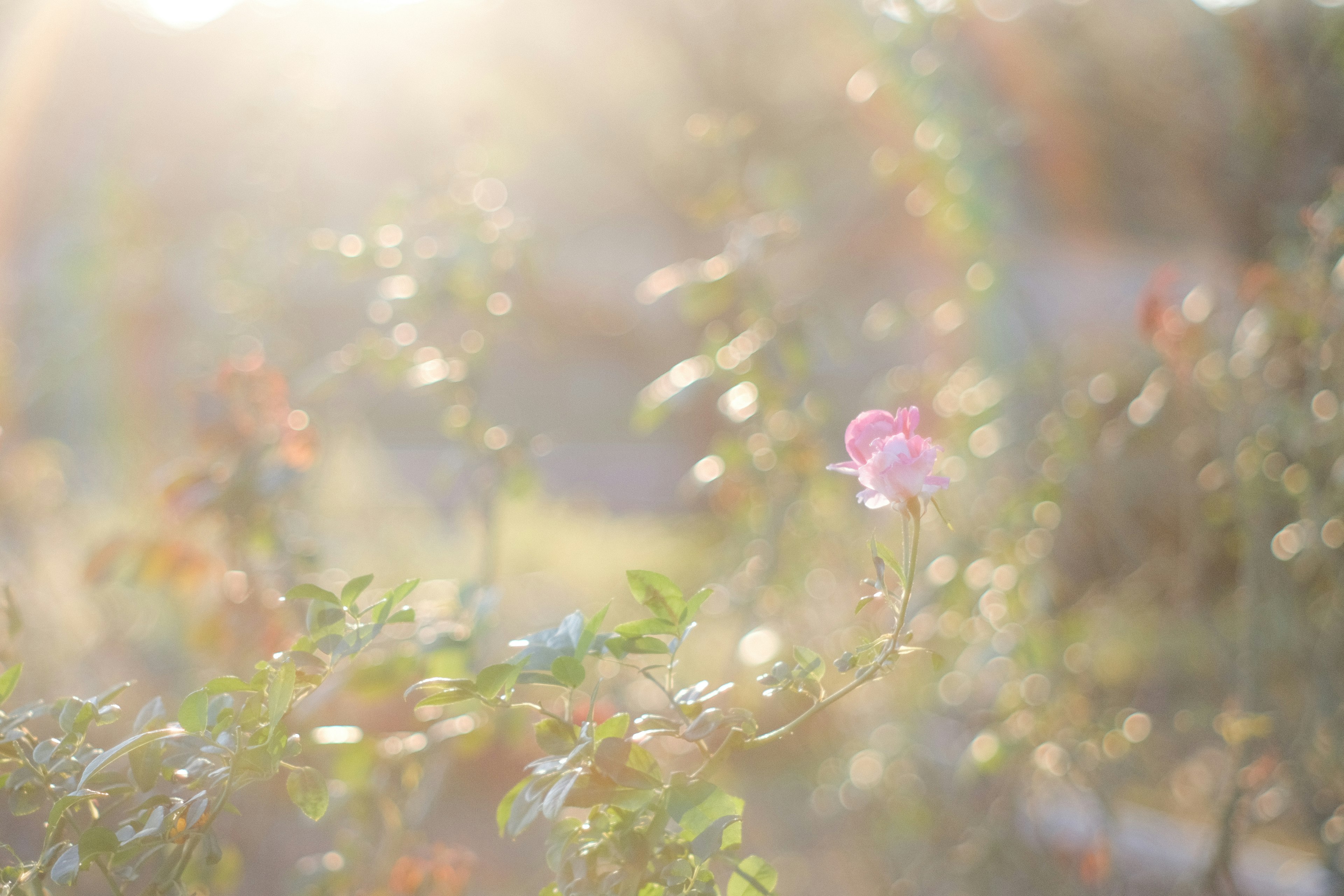 Una flor rosa floreciendo suavemente bajo la cálida luz del sol con hojas verdes