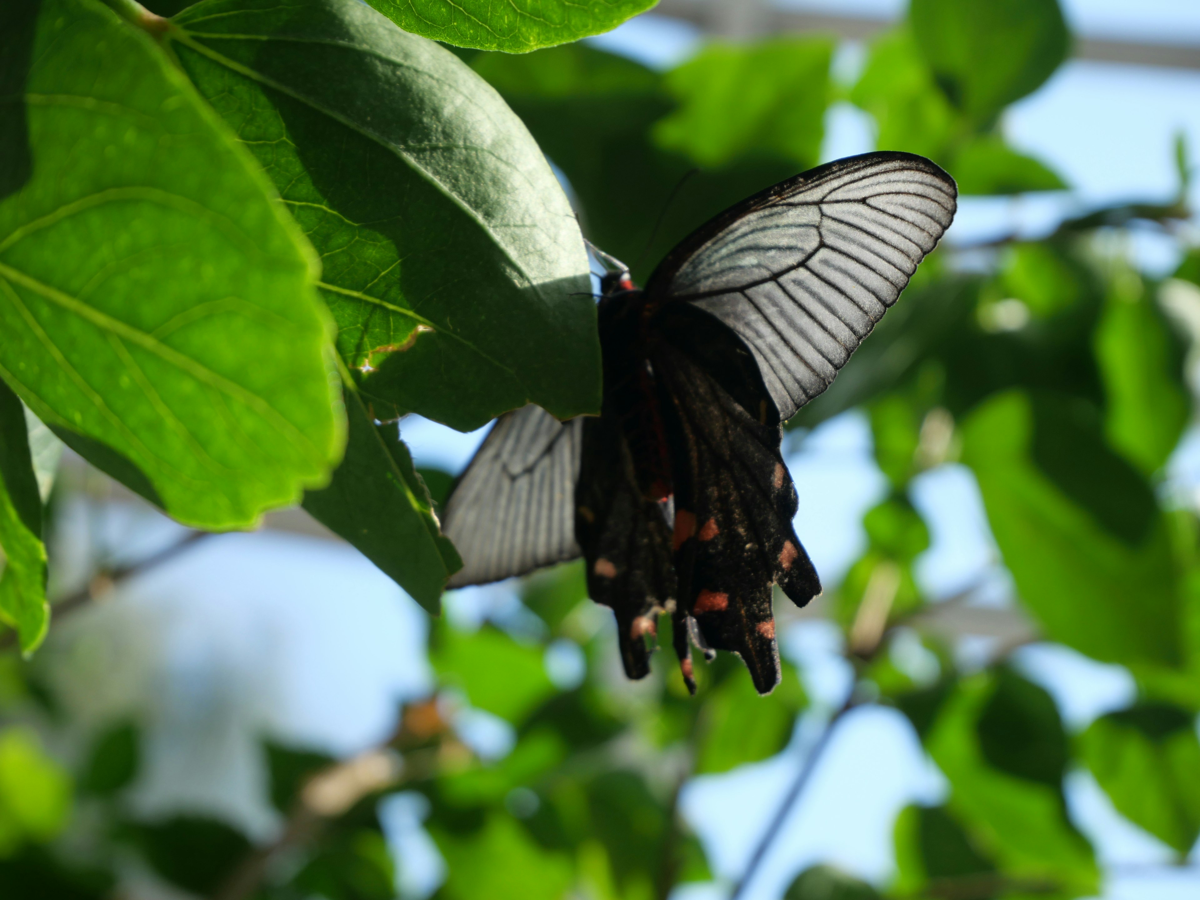 Una mariposa negra descansando entre hojas verdes