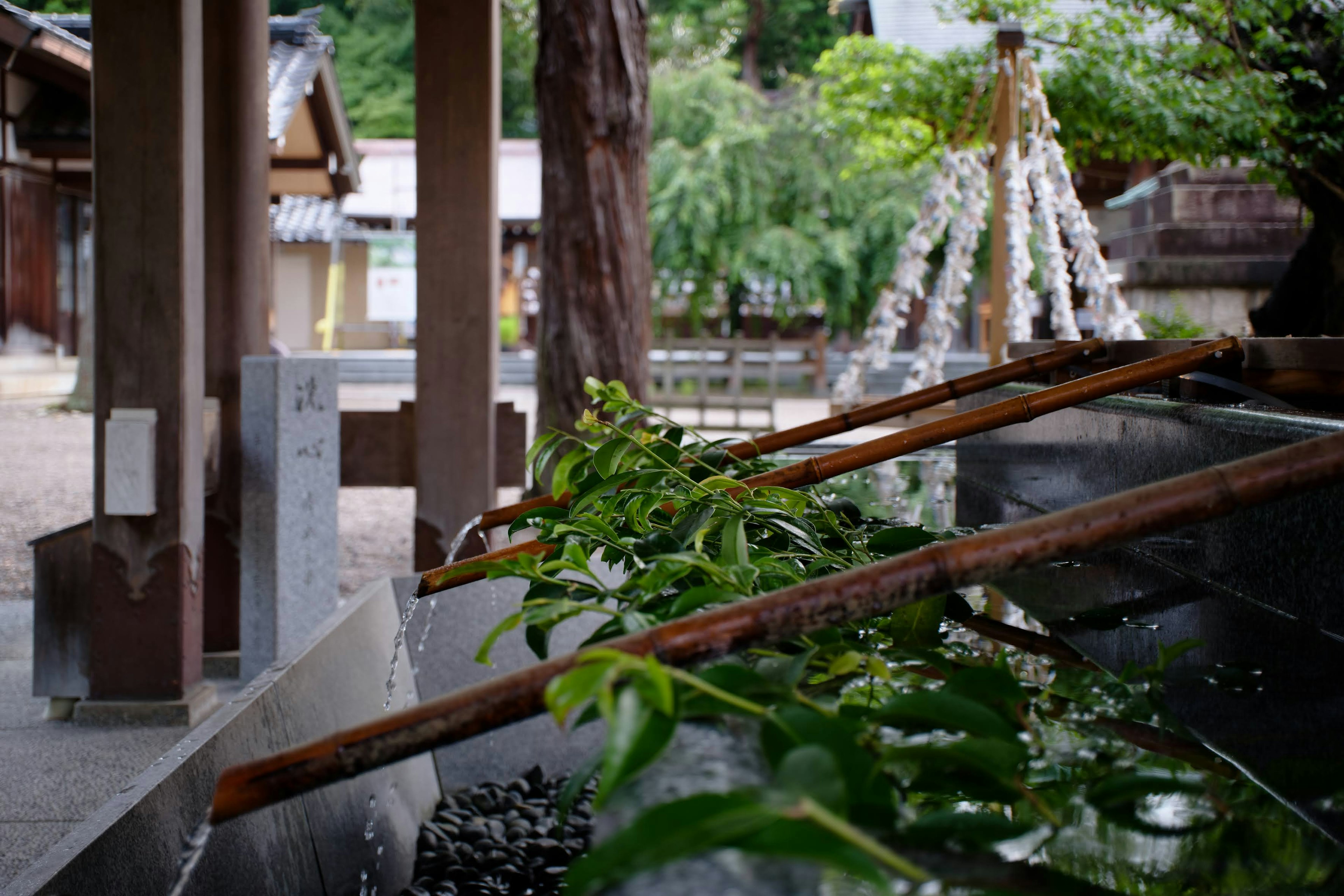 神社的净化池景观，有水和绿色植物